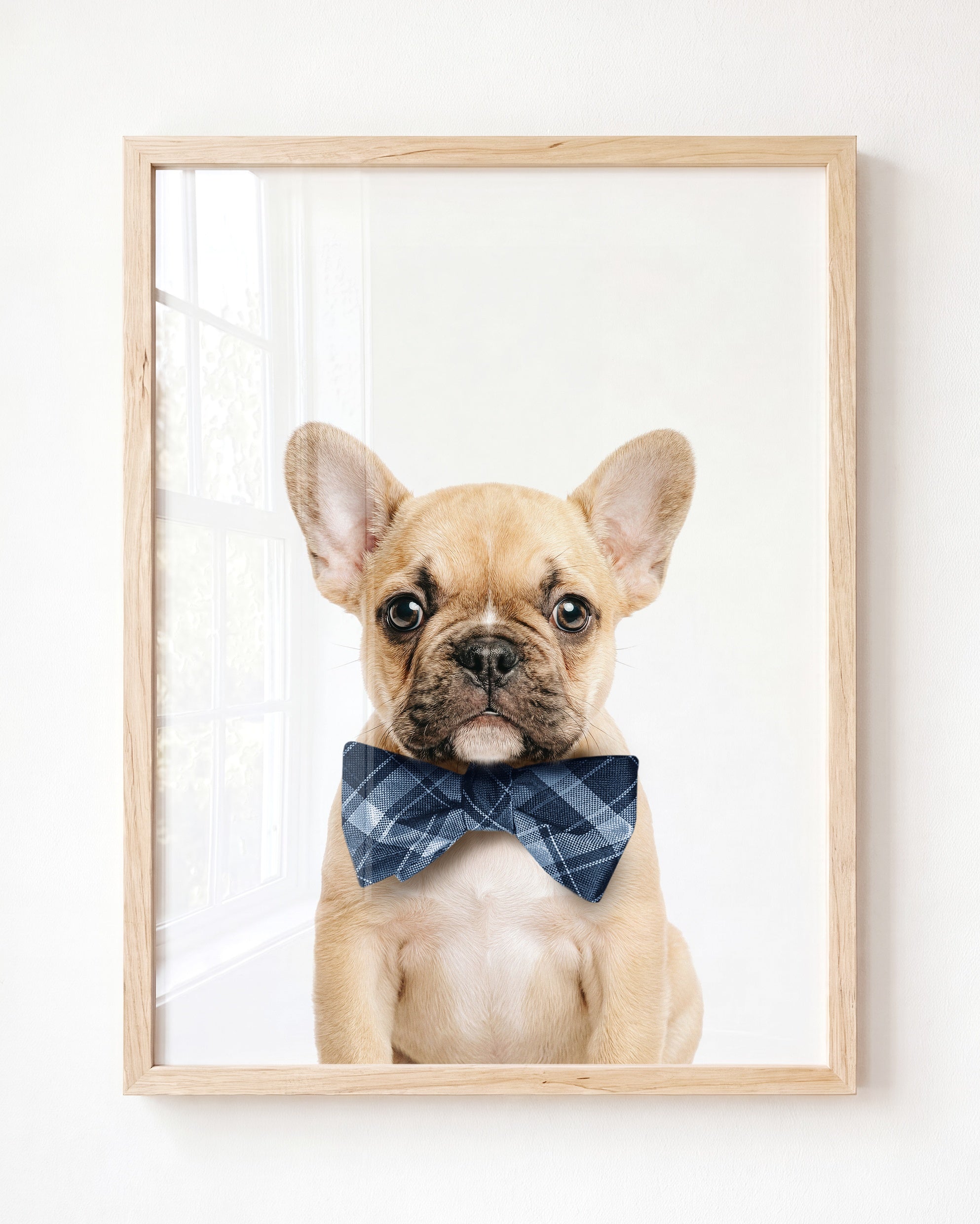Baby Puppy French Bulldog