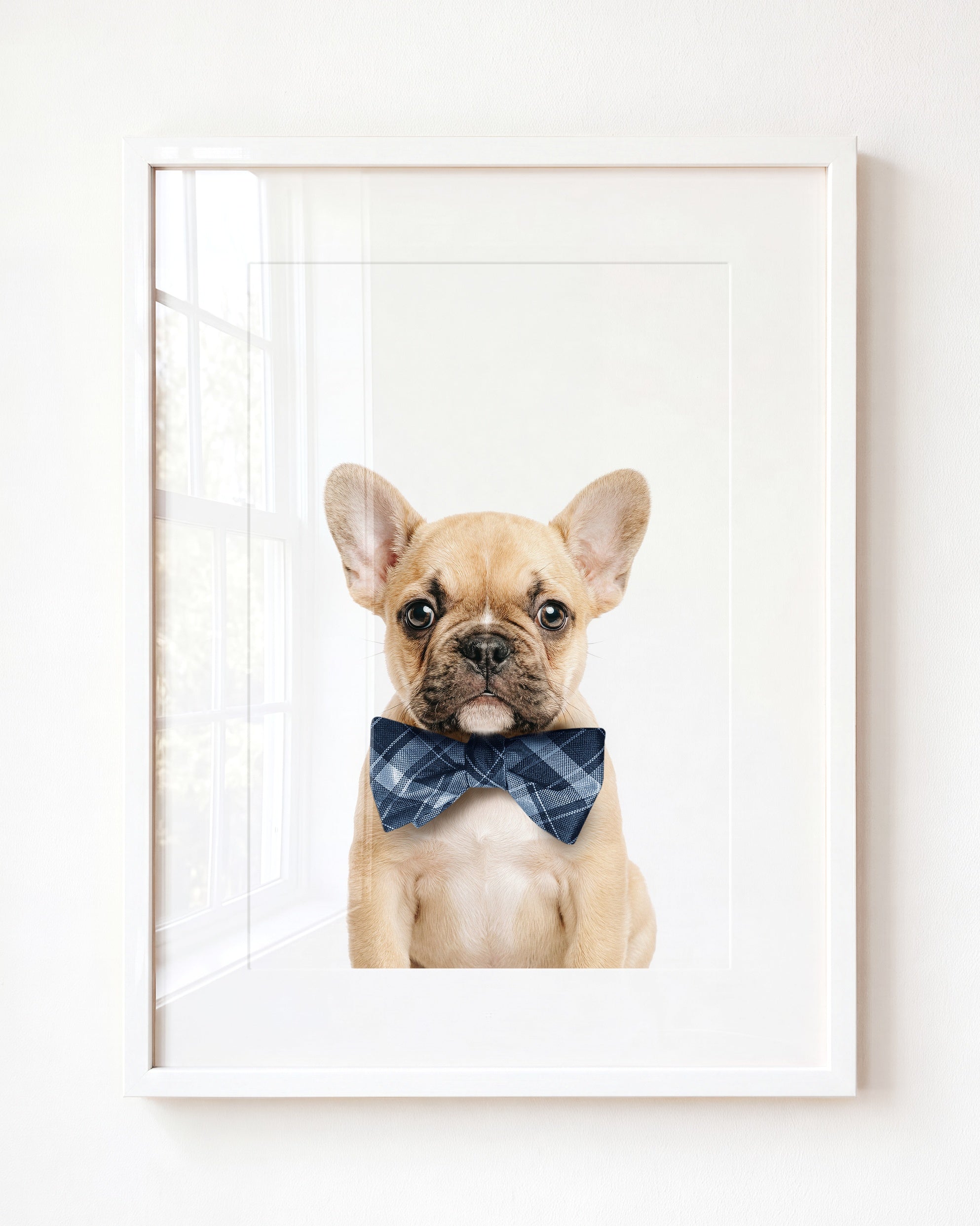 Baby Puppy French Bulldog