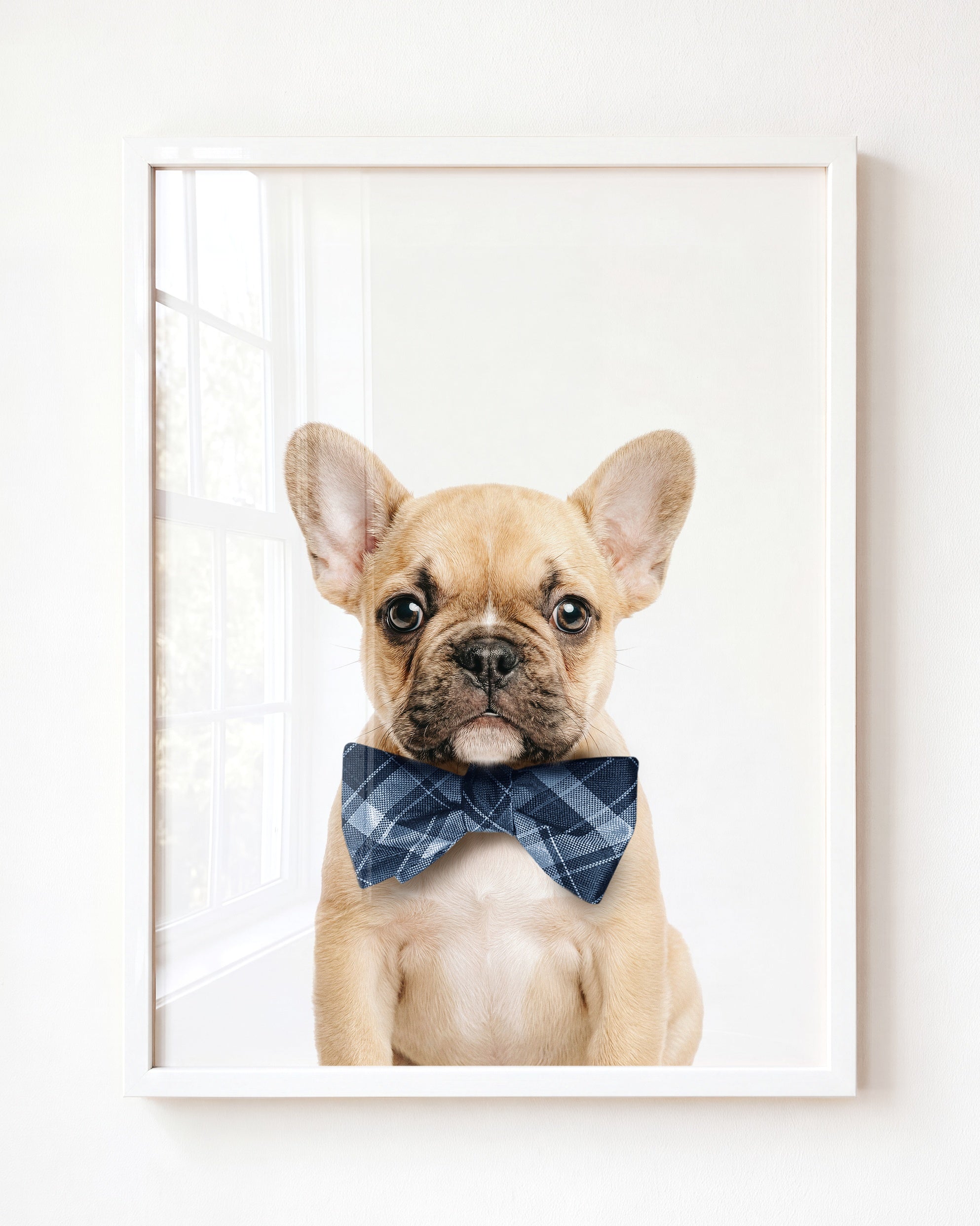 Baby Puppy French Bulldog