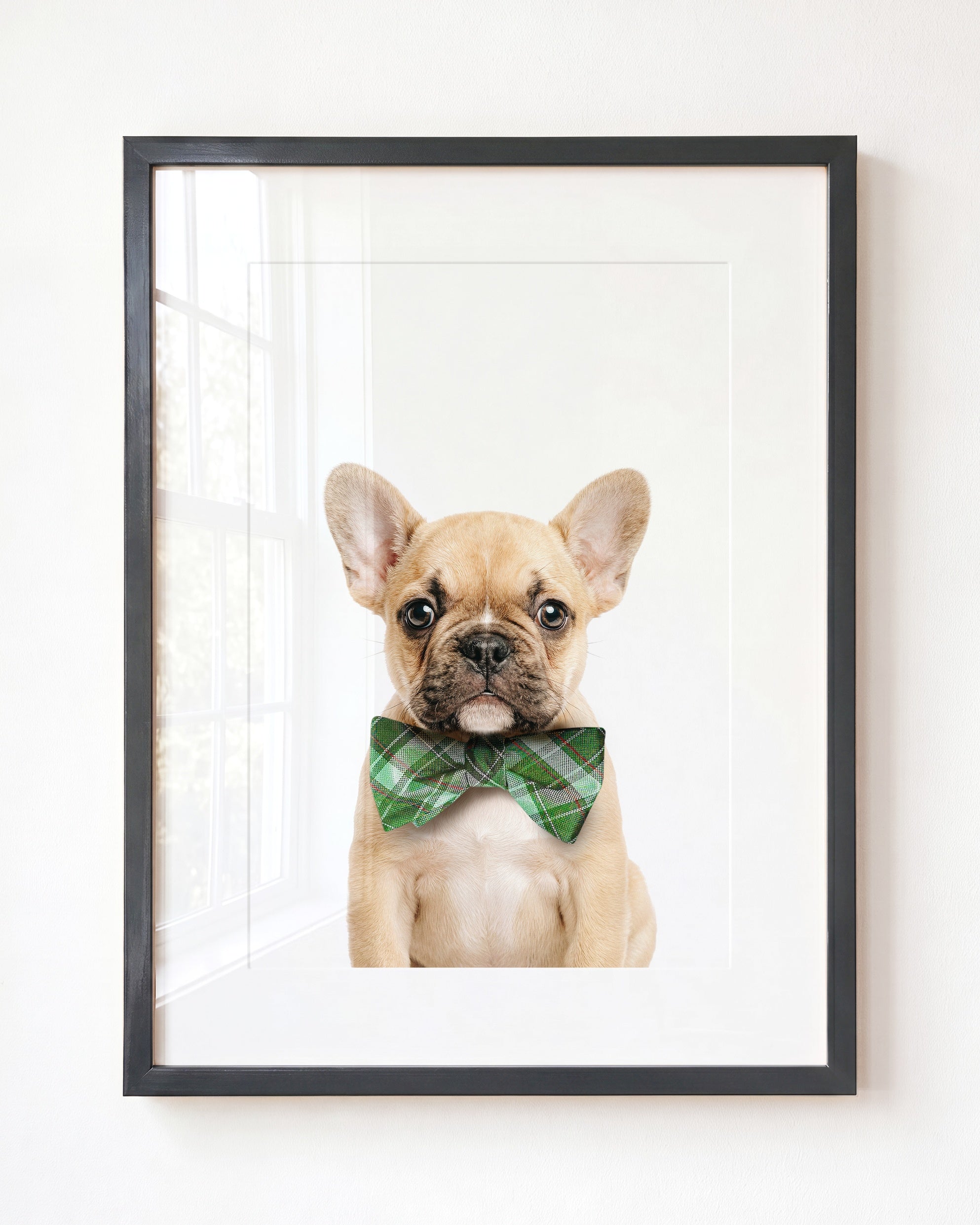 Baby Puppy French Bulldog