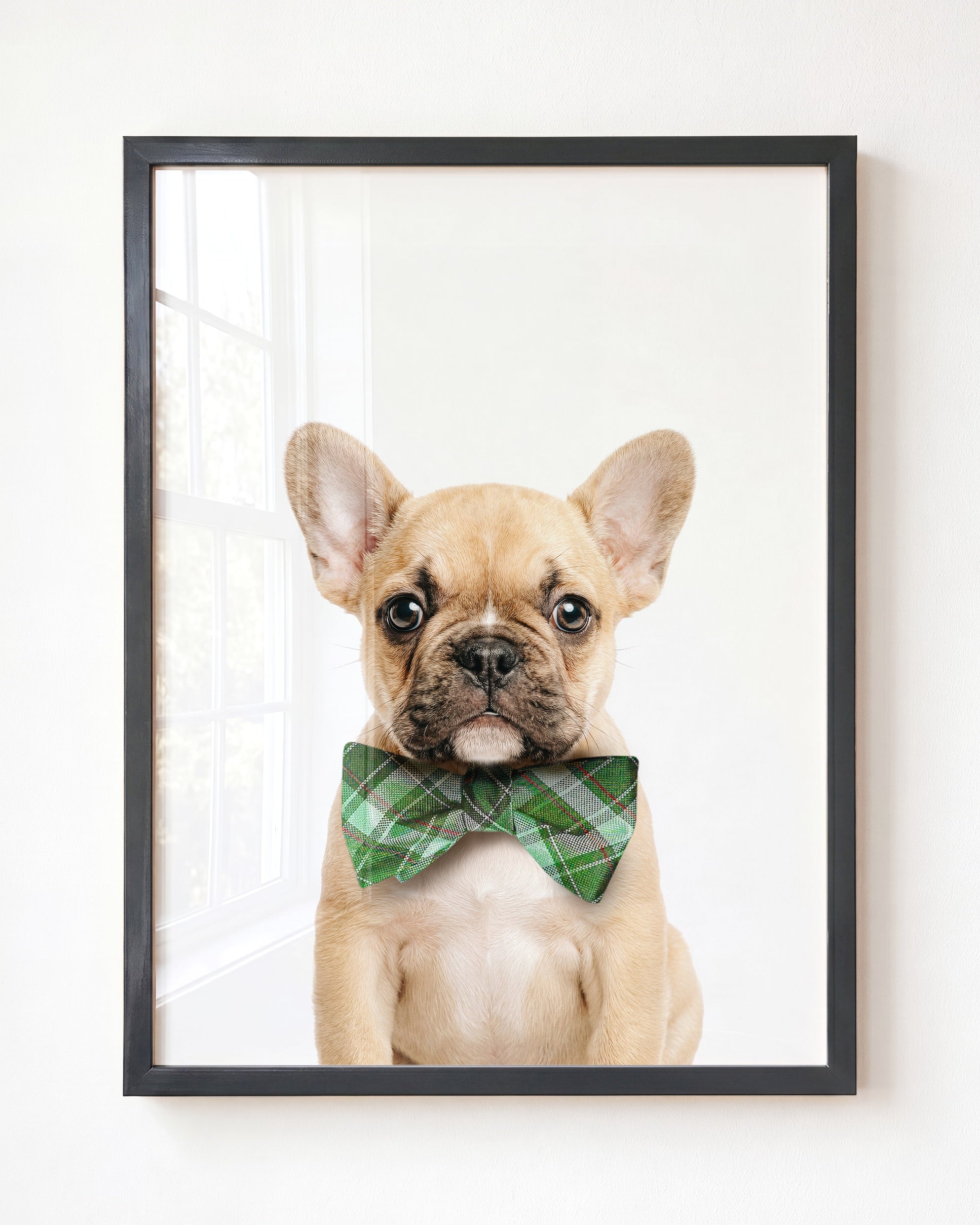 Baby Puppy French Bulldog