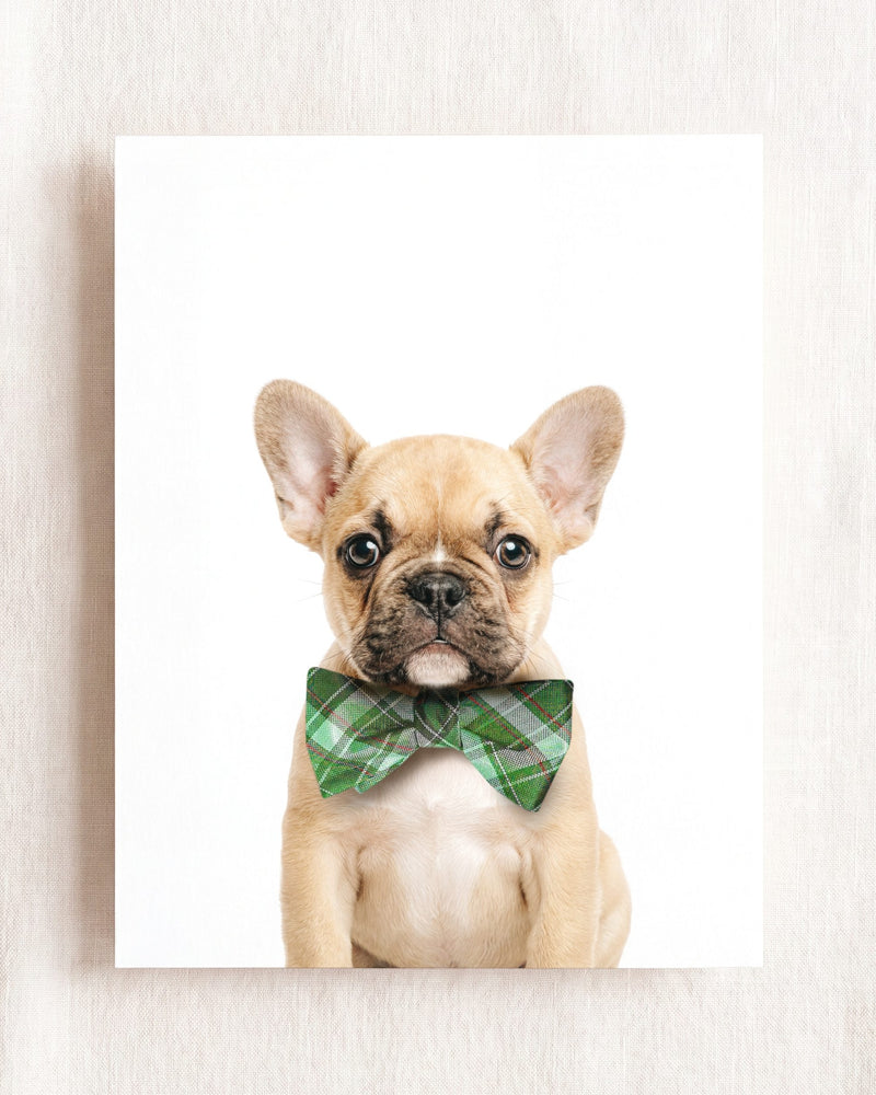 Bow Tie