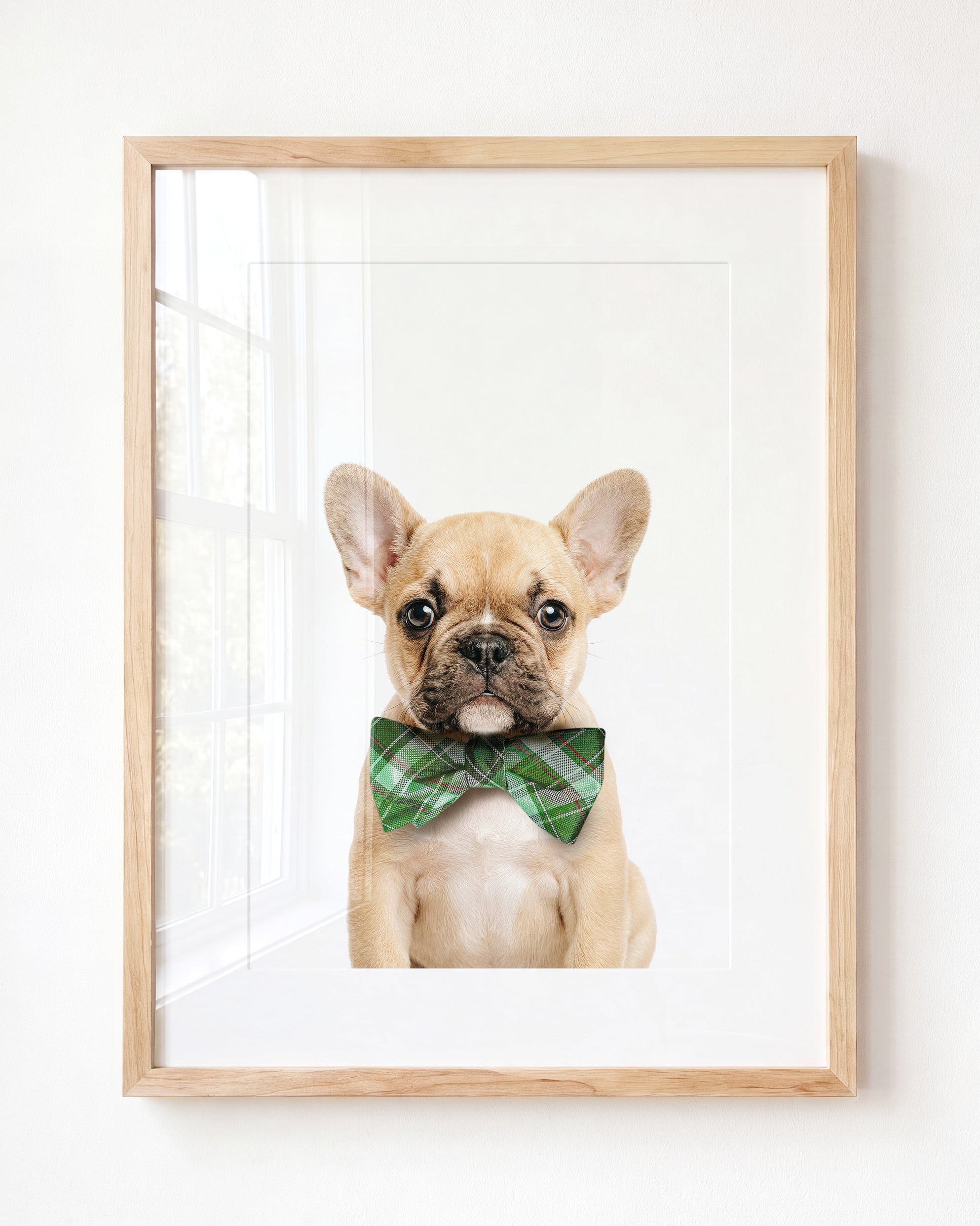 Baby Puppy French Bulldog
