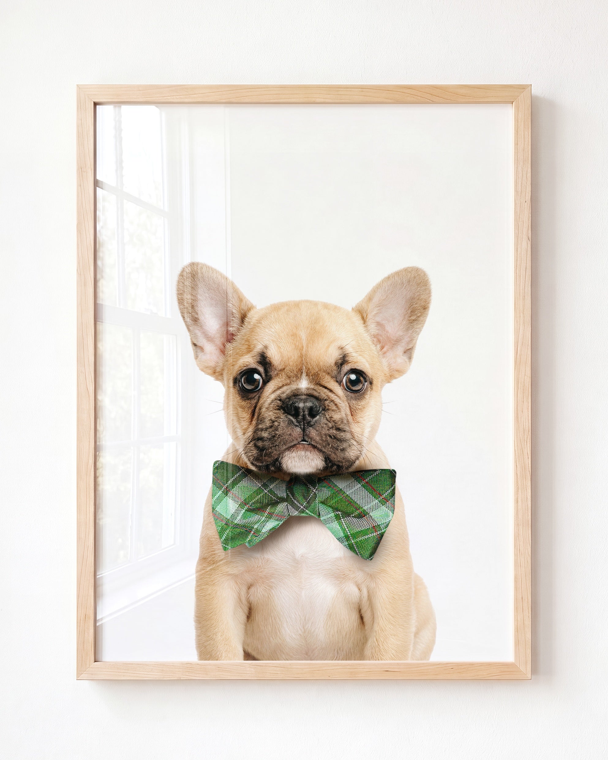Baby Puppy French Bulldog