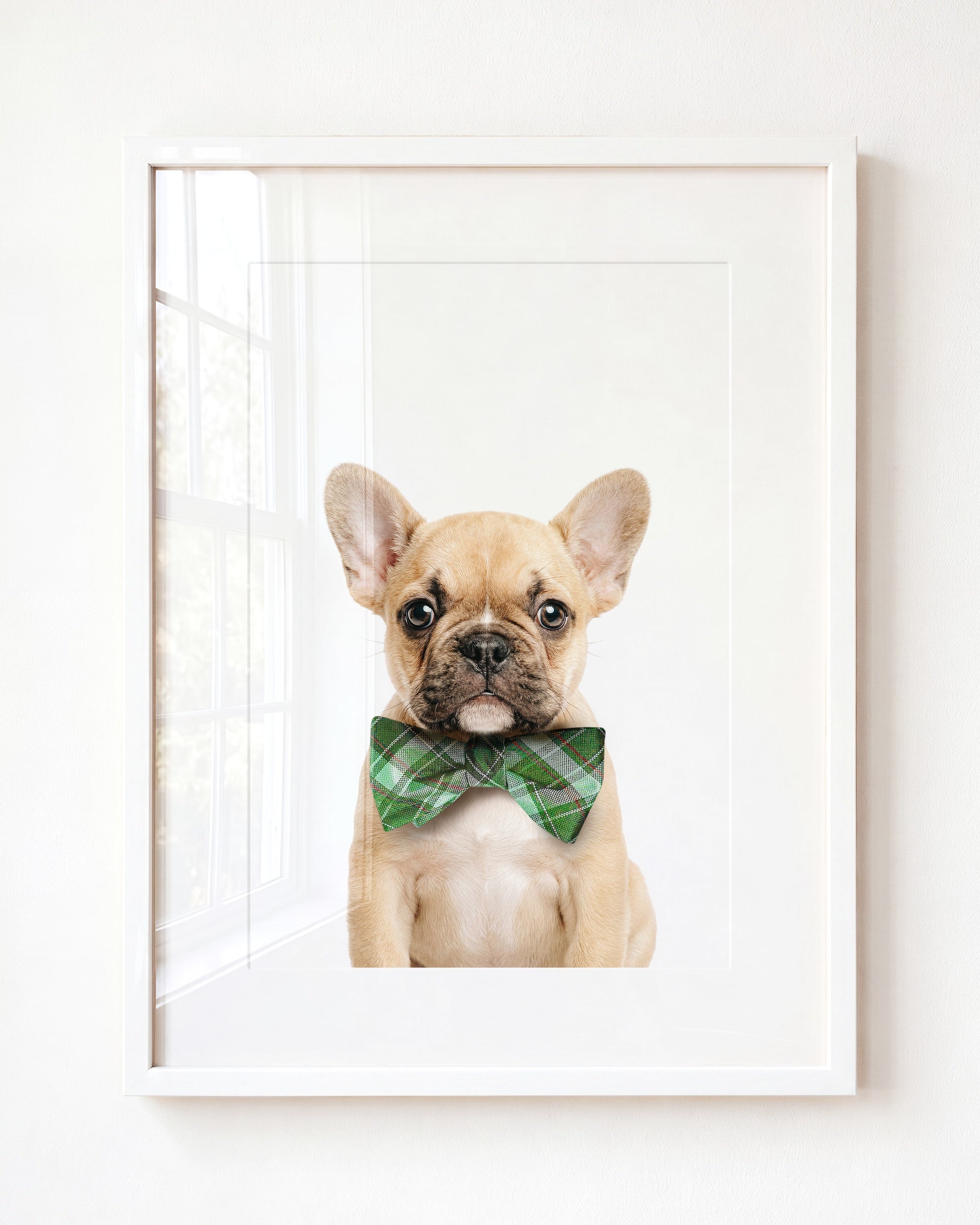 Baby Puppy French Bulldog