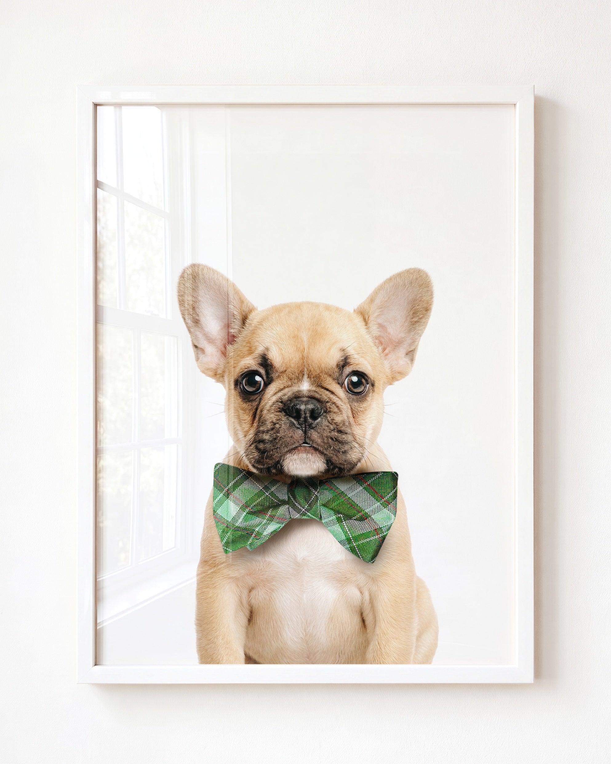 Baby Puppy French Bulldog