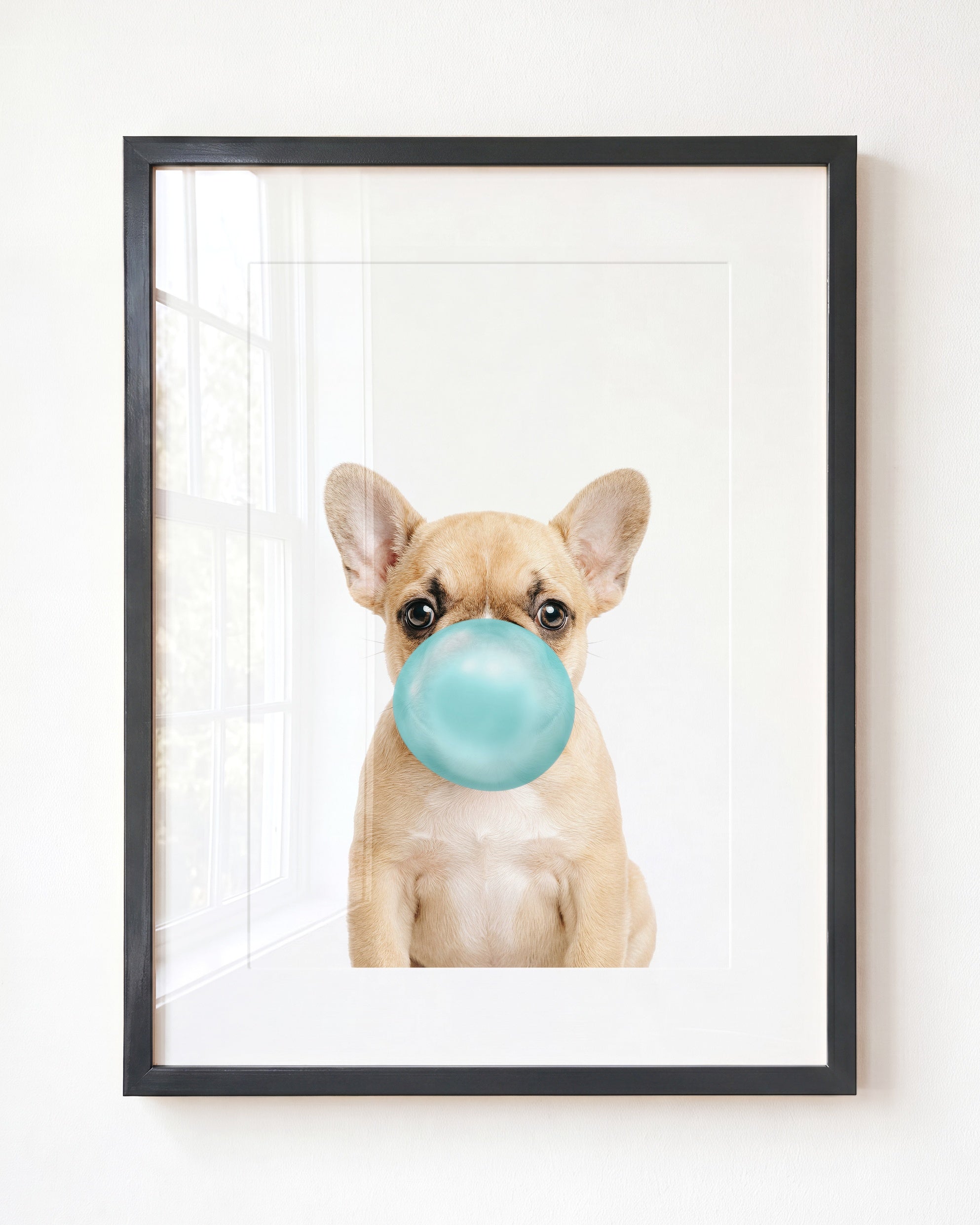 Baby Puppy French Bulldog