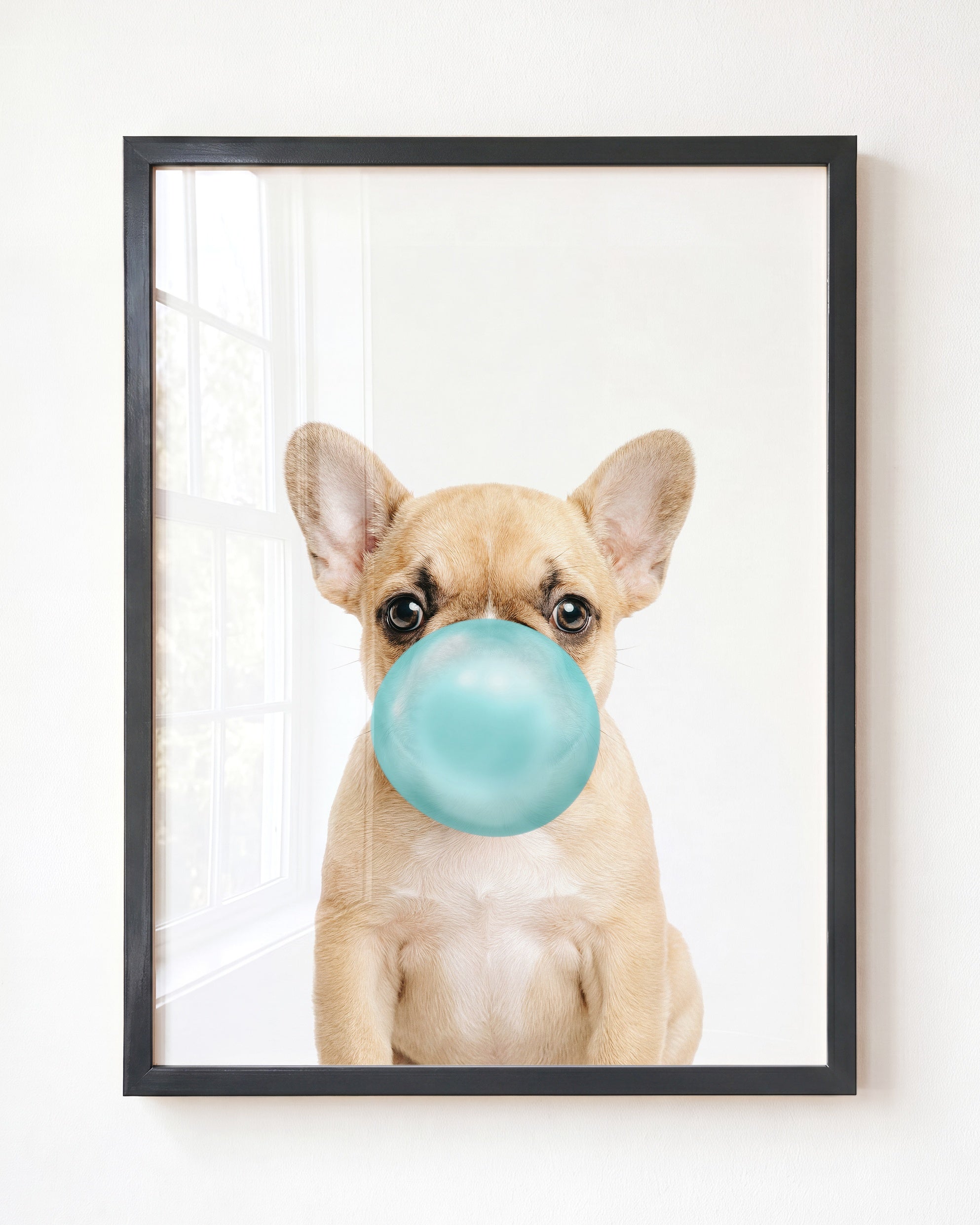 Baby Puppy French Bulldog
