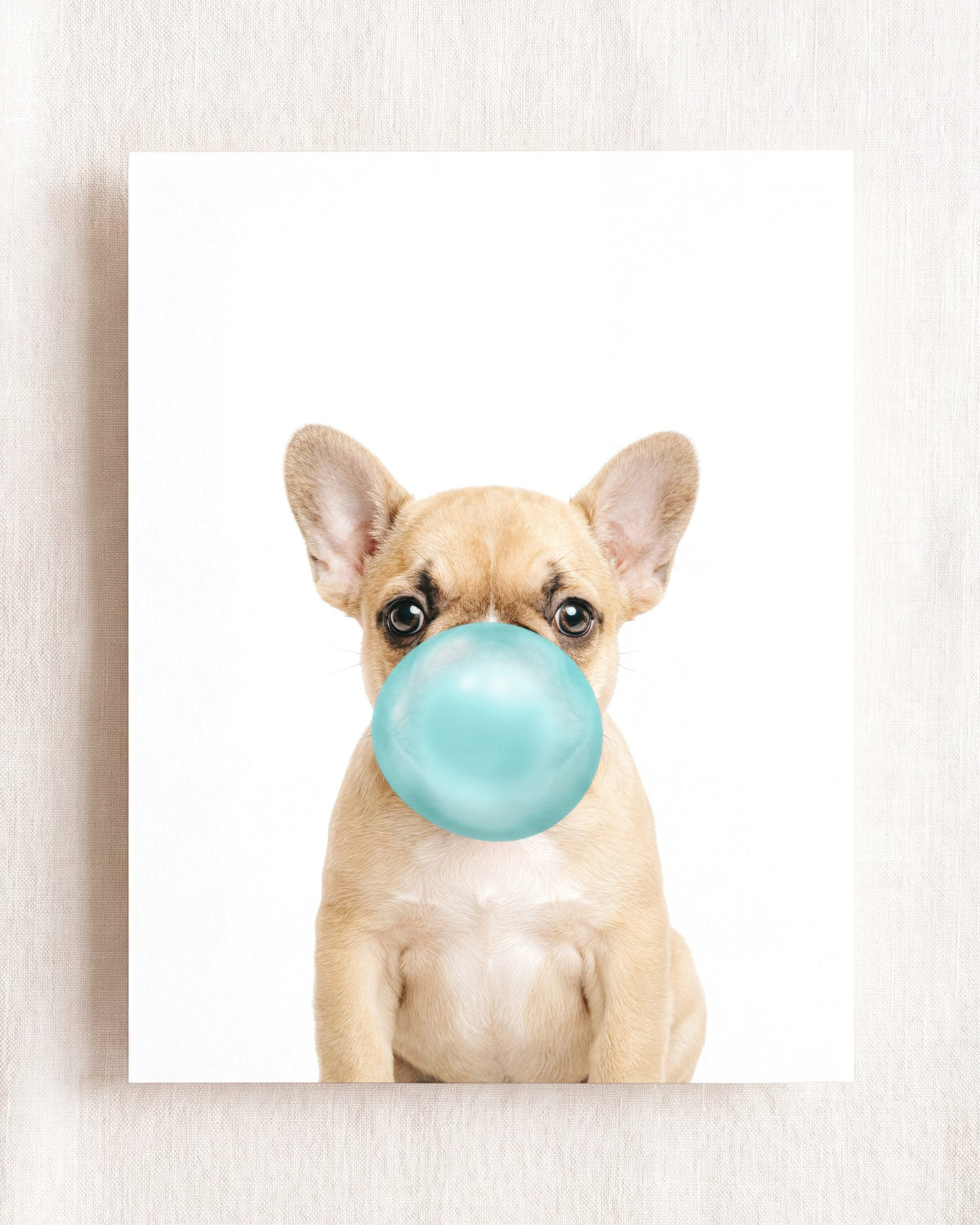 Baby Puppy French Bulldog