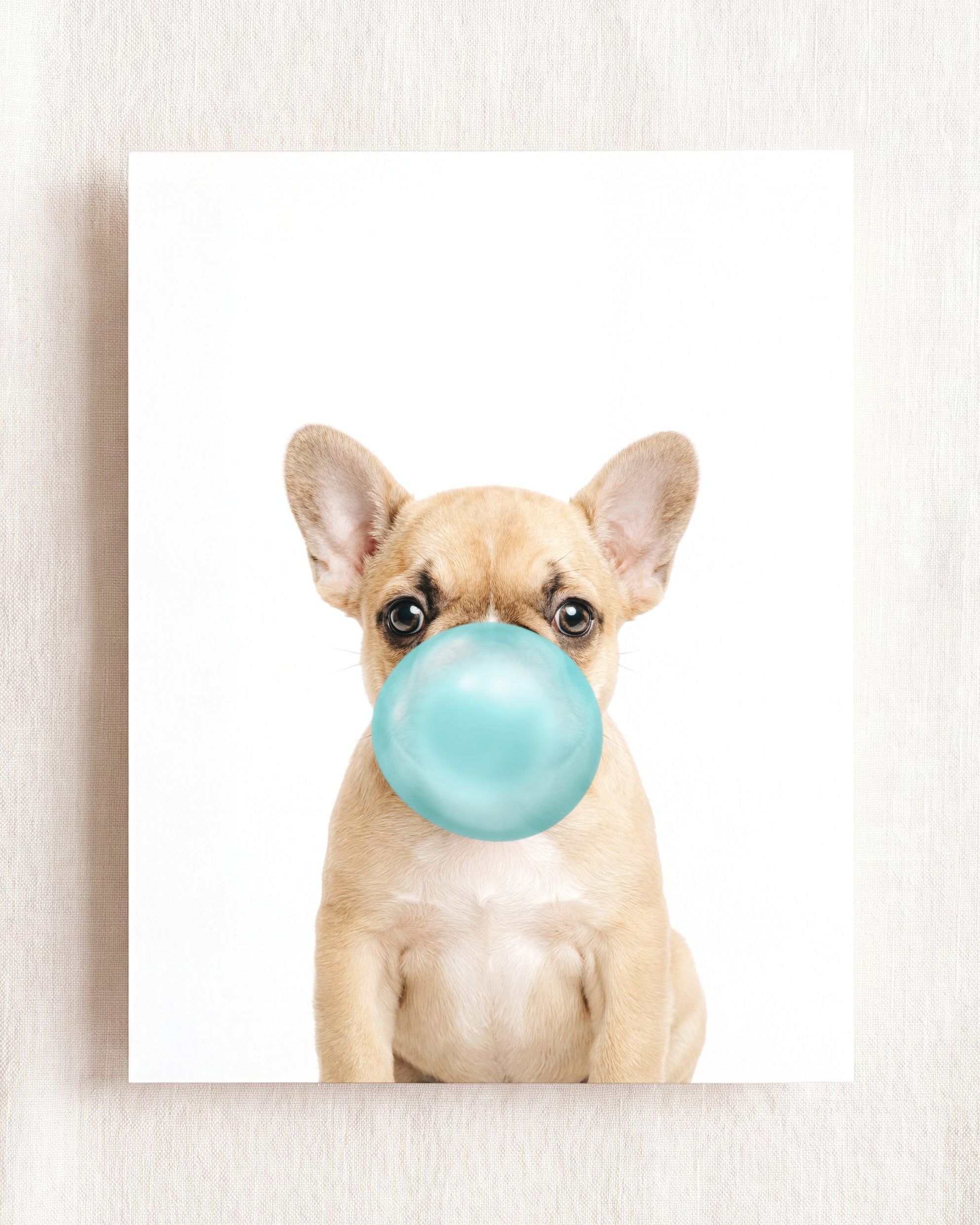 Baby Puppy French Bulldog