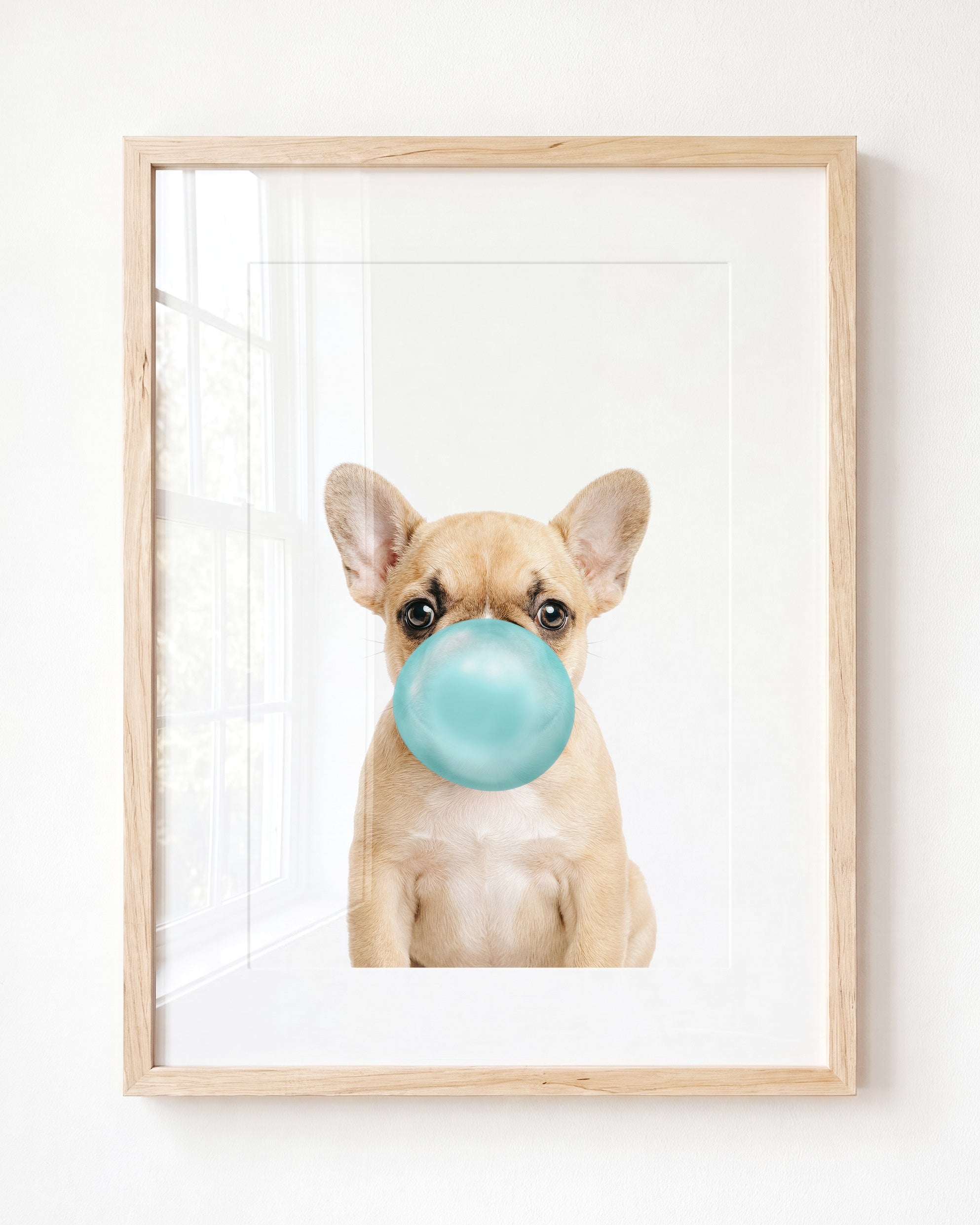Baby Puppy French Bulldog