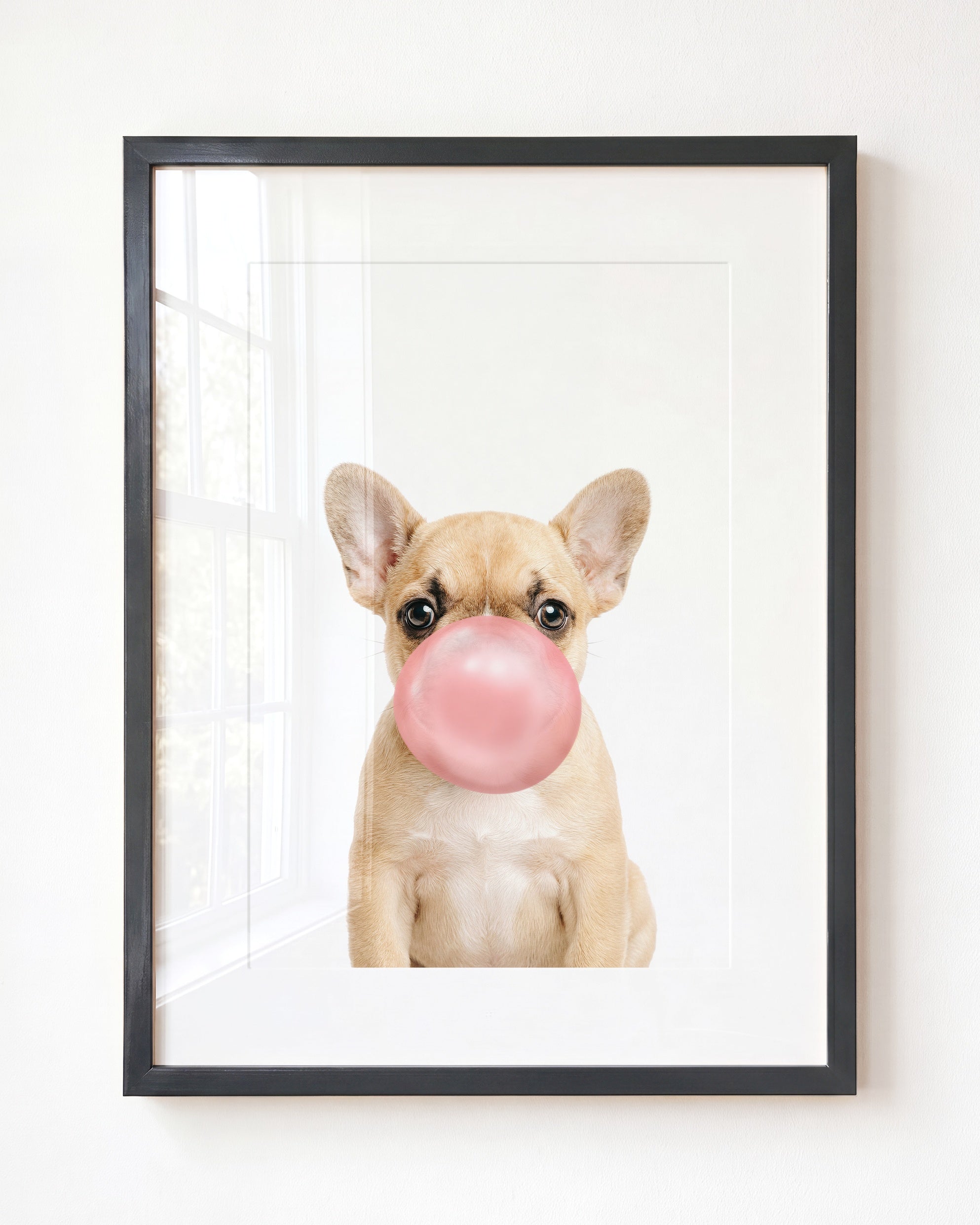Baby Puppy French Bulldog