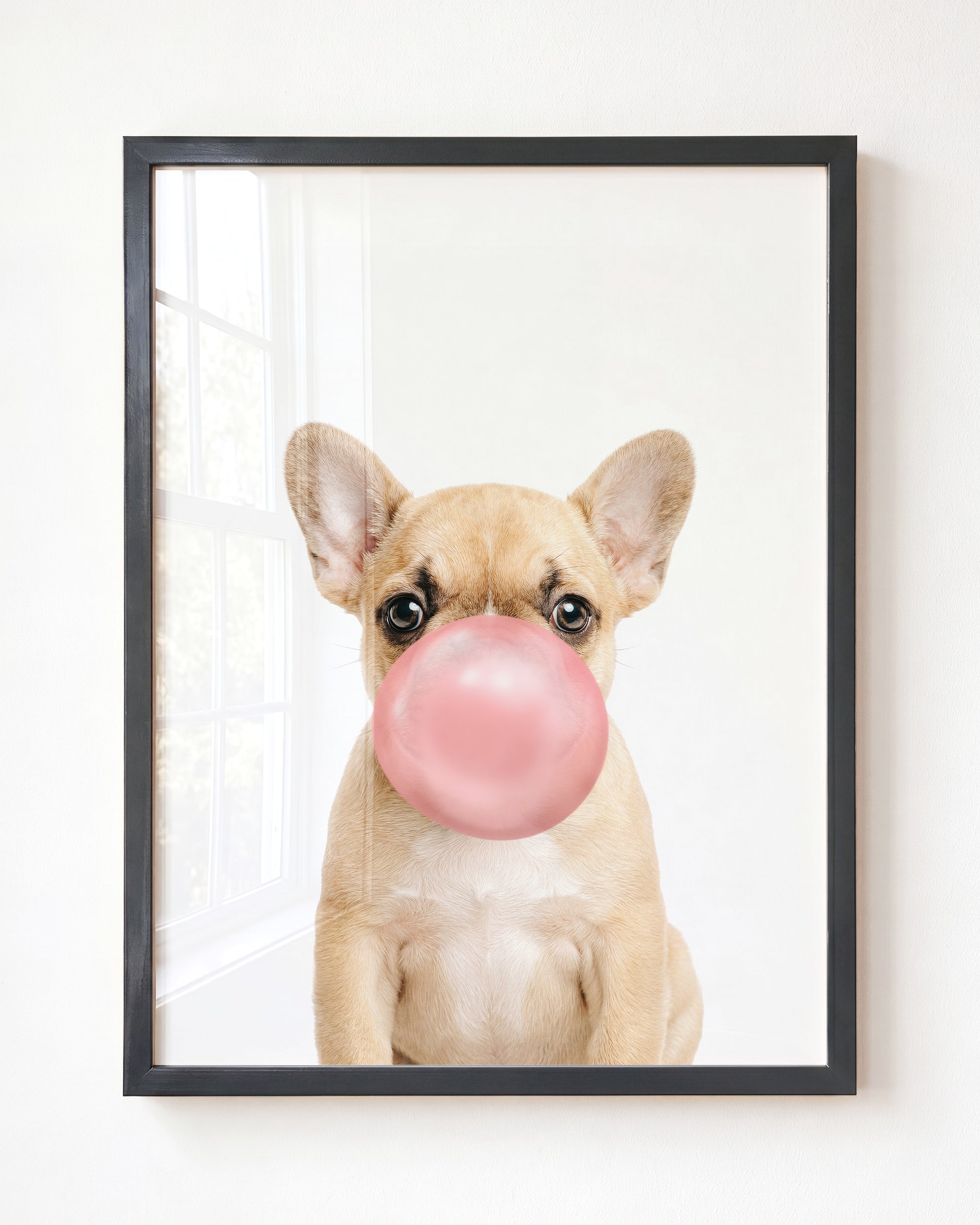 Baby Puppy French Bulldog