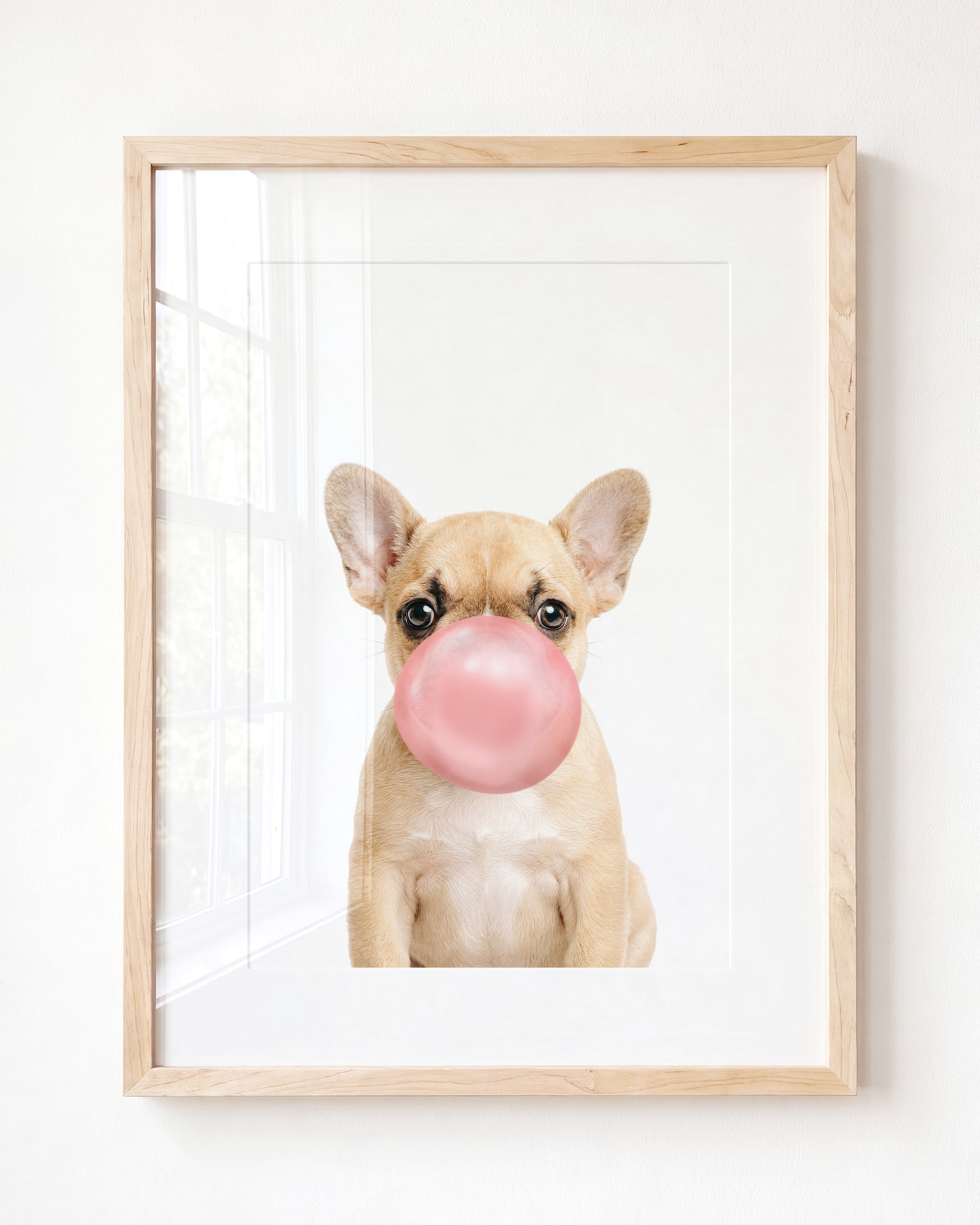 Baby Puppy French Bulldog