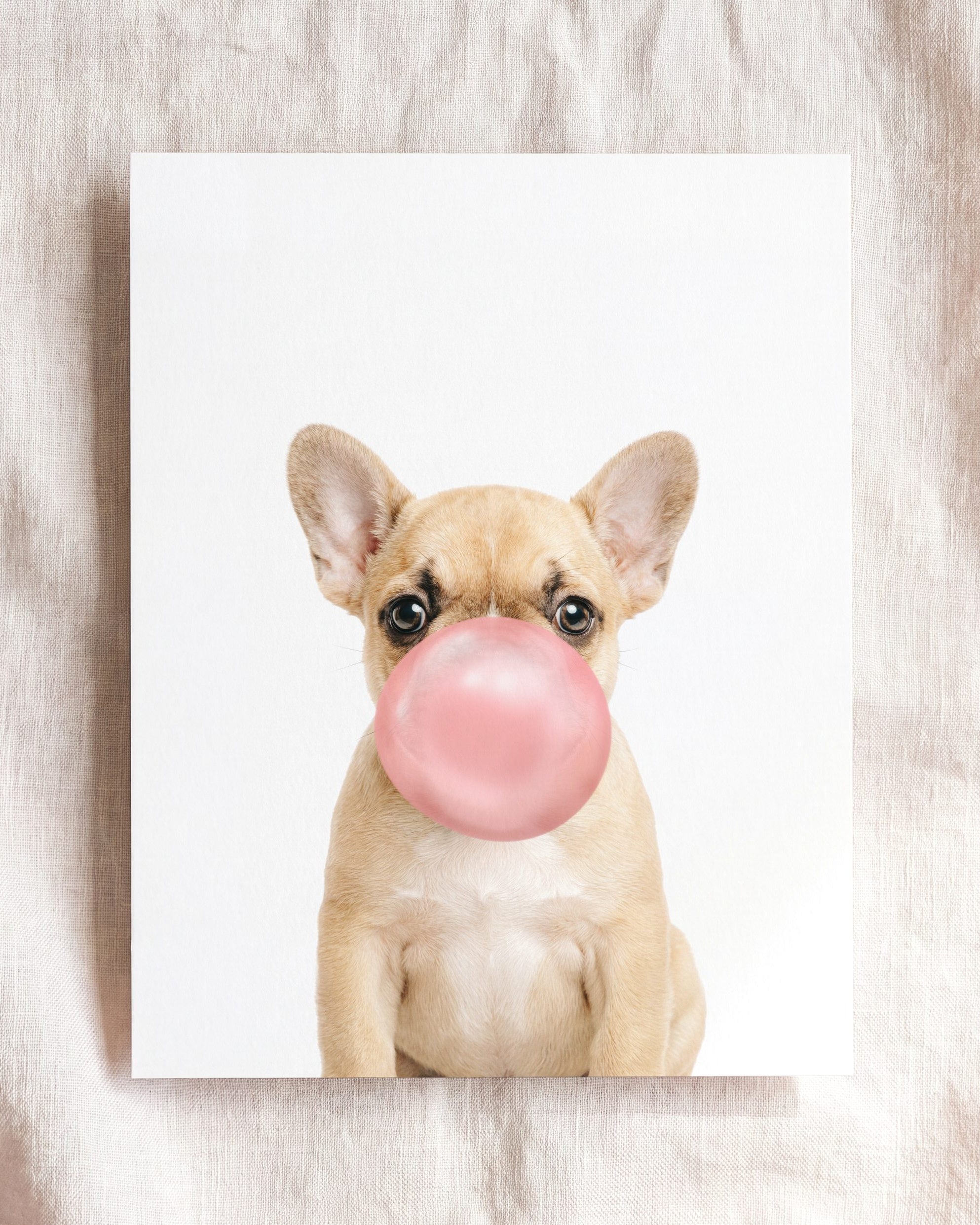 Baby Puppy French Bulldog