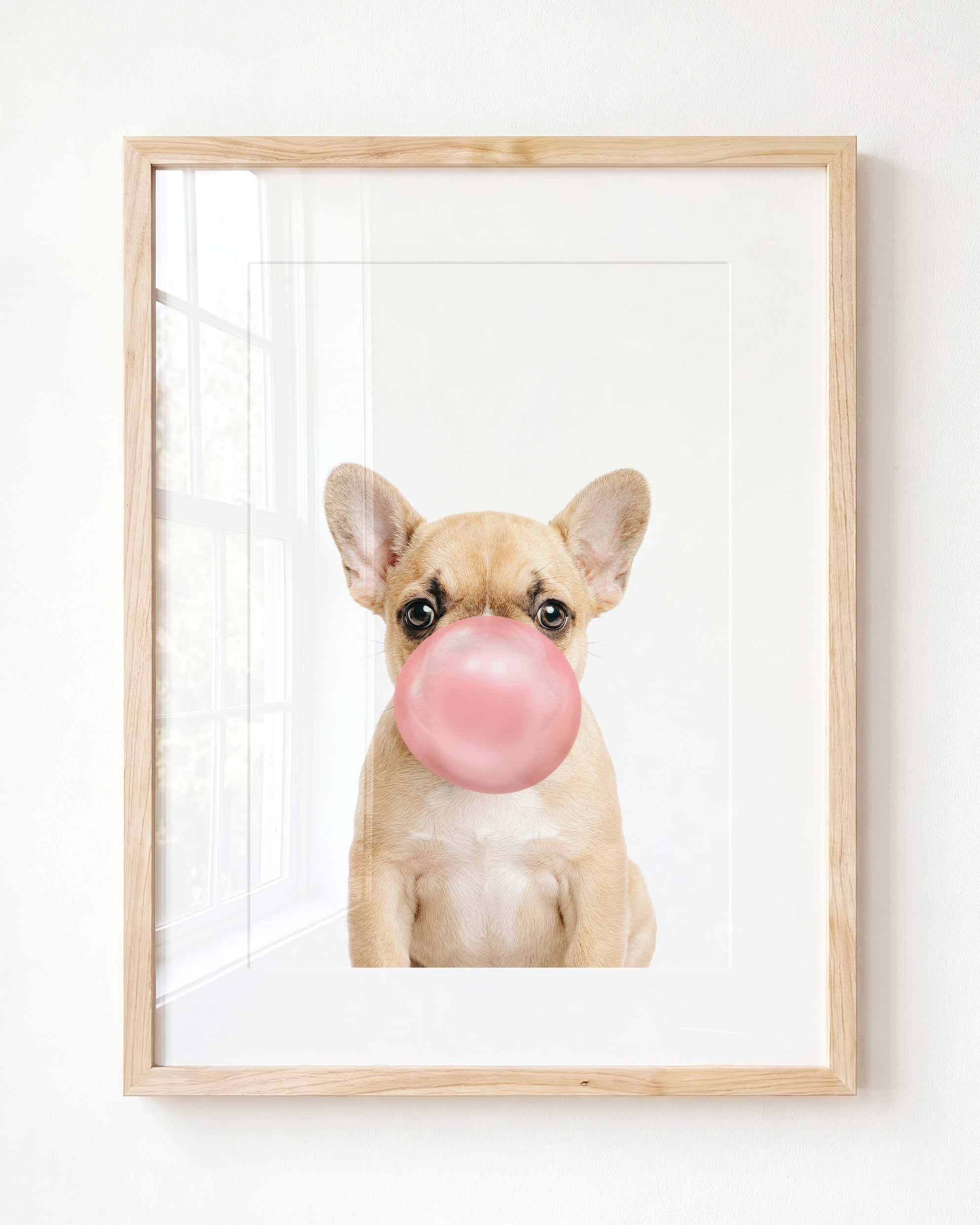Baby Puppy French Bulldog