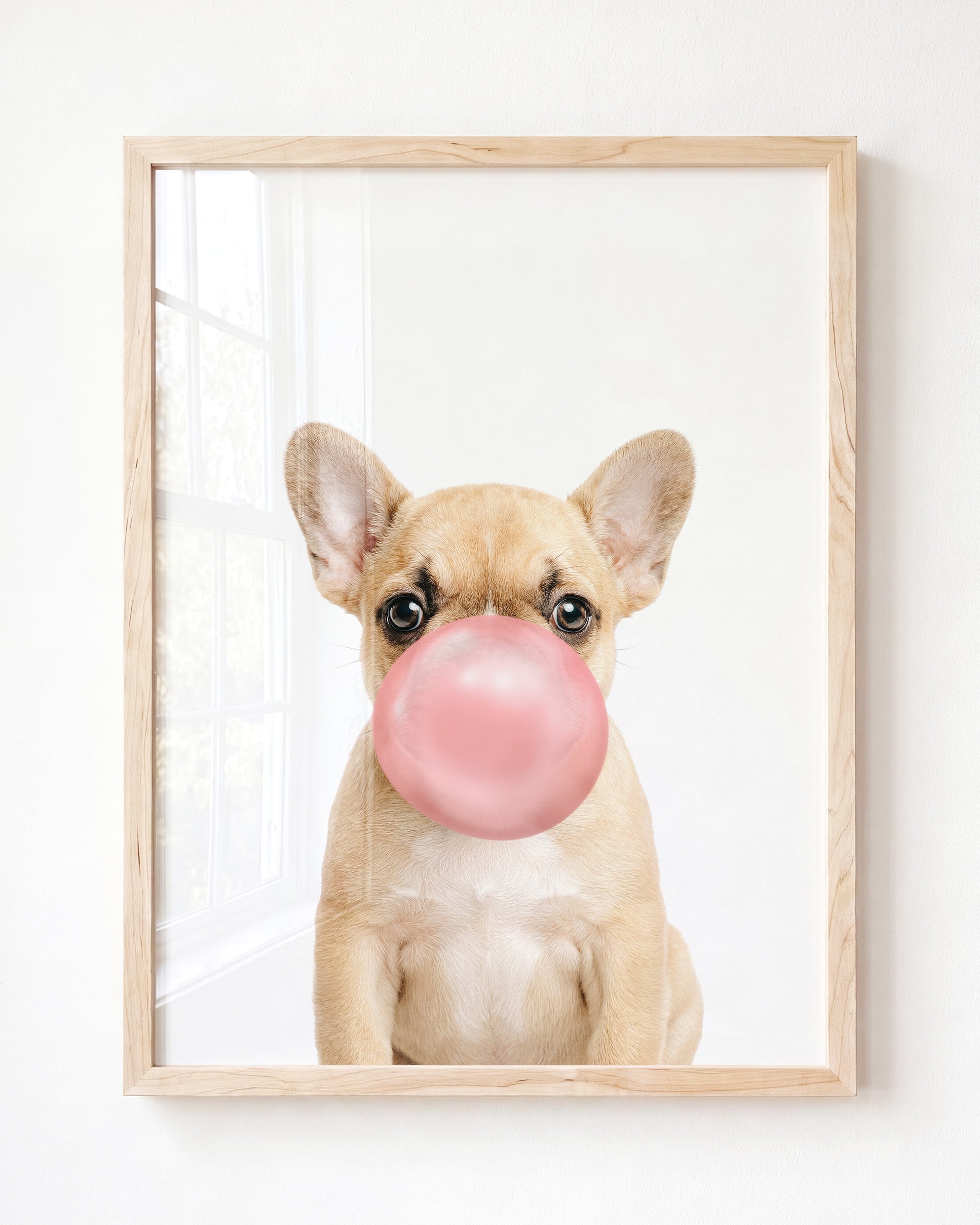 Baby Puppy French Bulldog