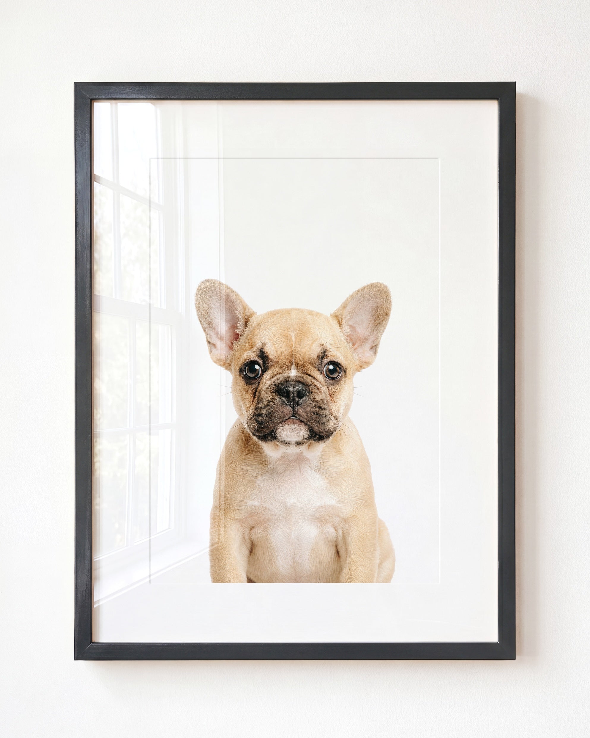 Baby Puppy French Bulldog