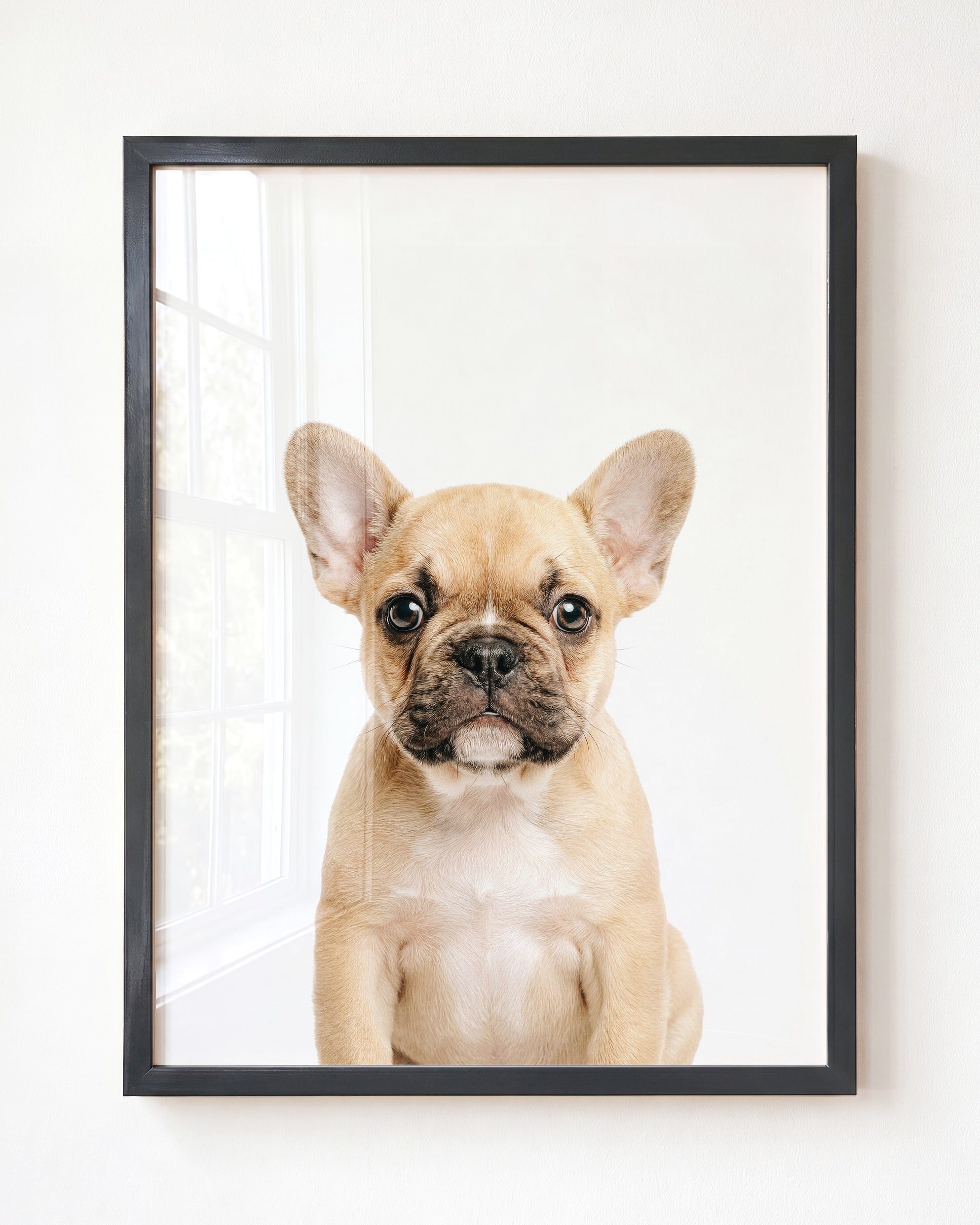 Baby Puppy French Bulldog