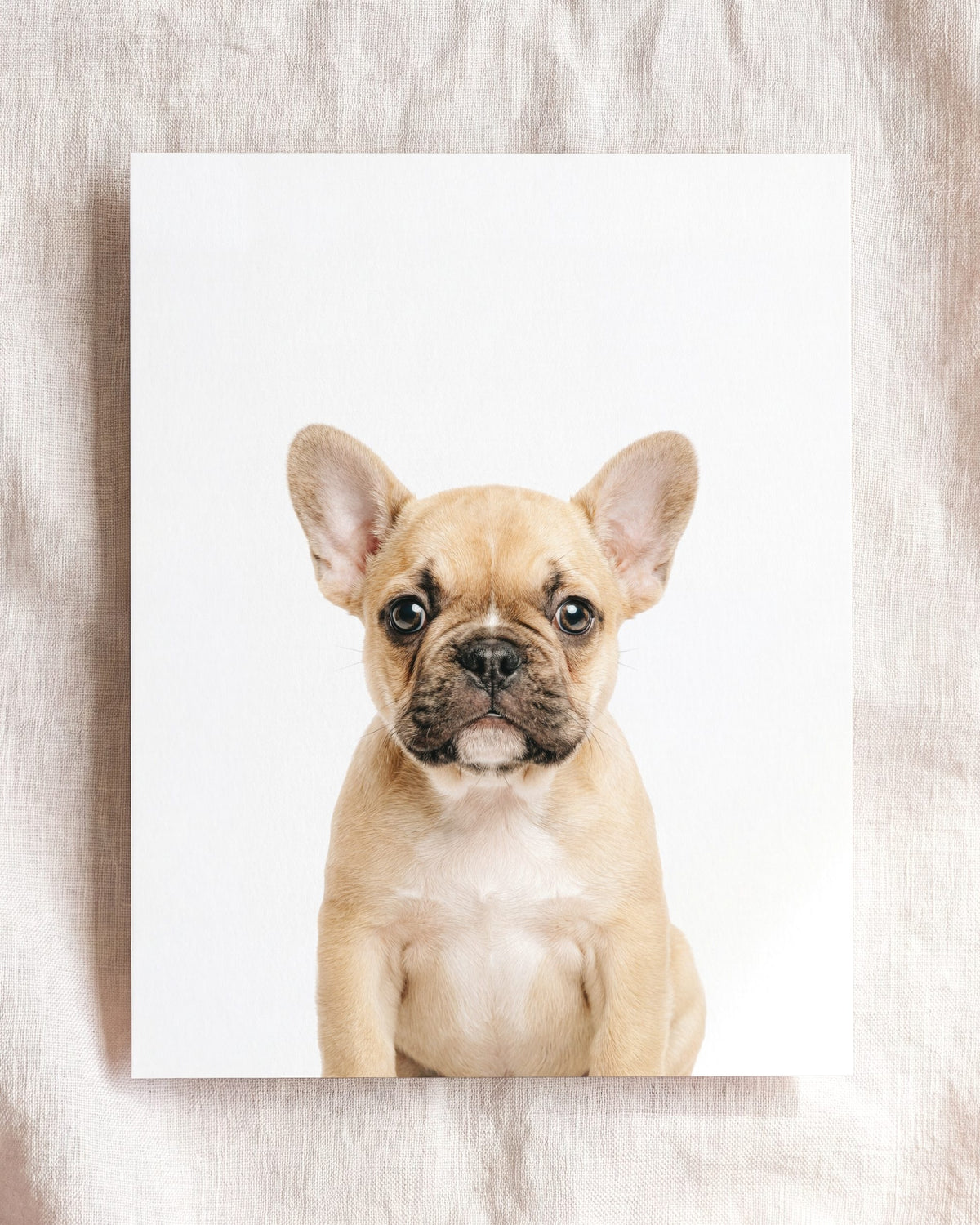 Baby Puppy French Bulldog