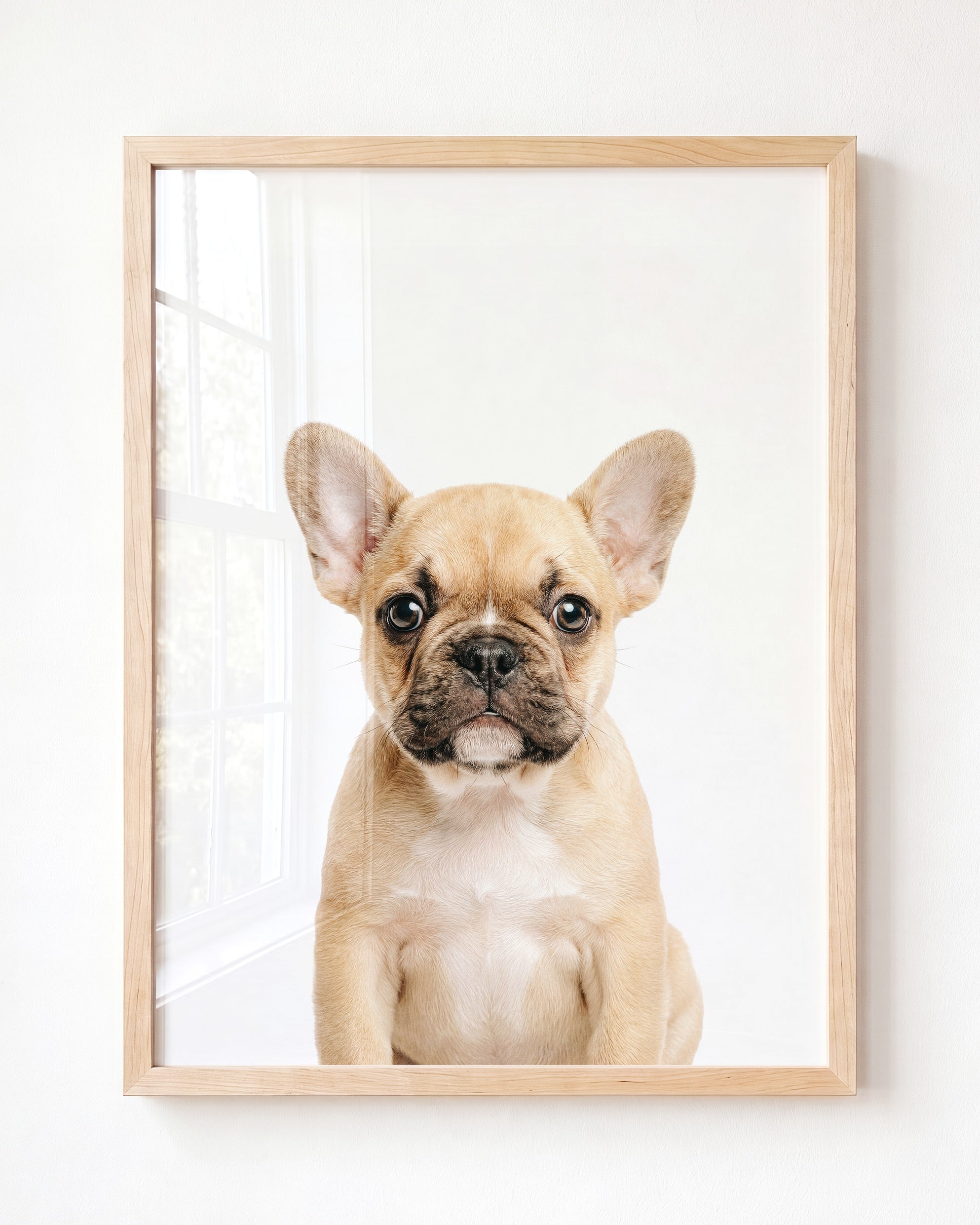 Baby Puppy French Bulldog