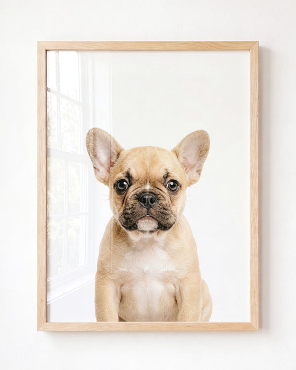 Baby Puppy French Bulldog — Framed
