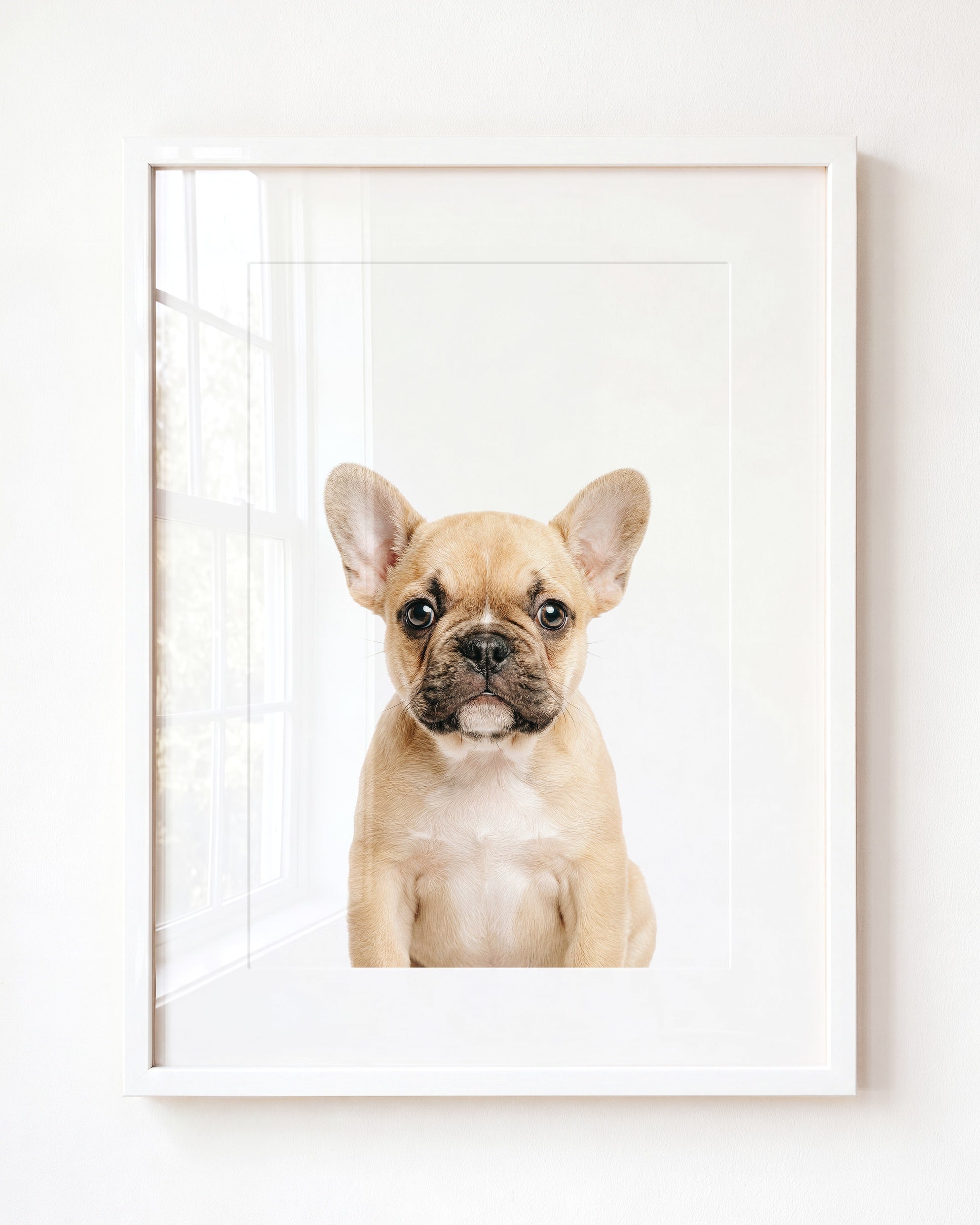 Baby Puppy French Bulldog