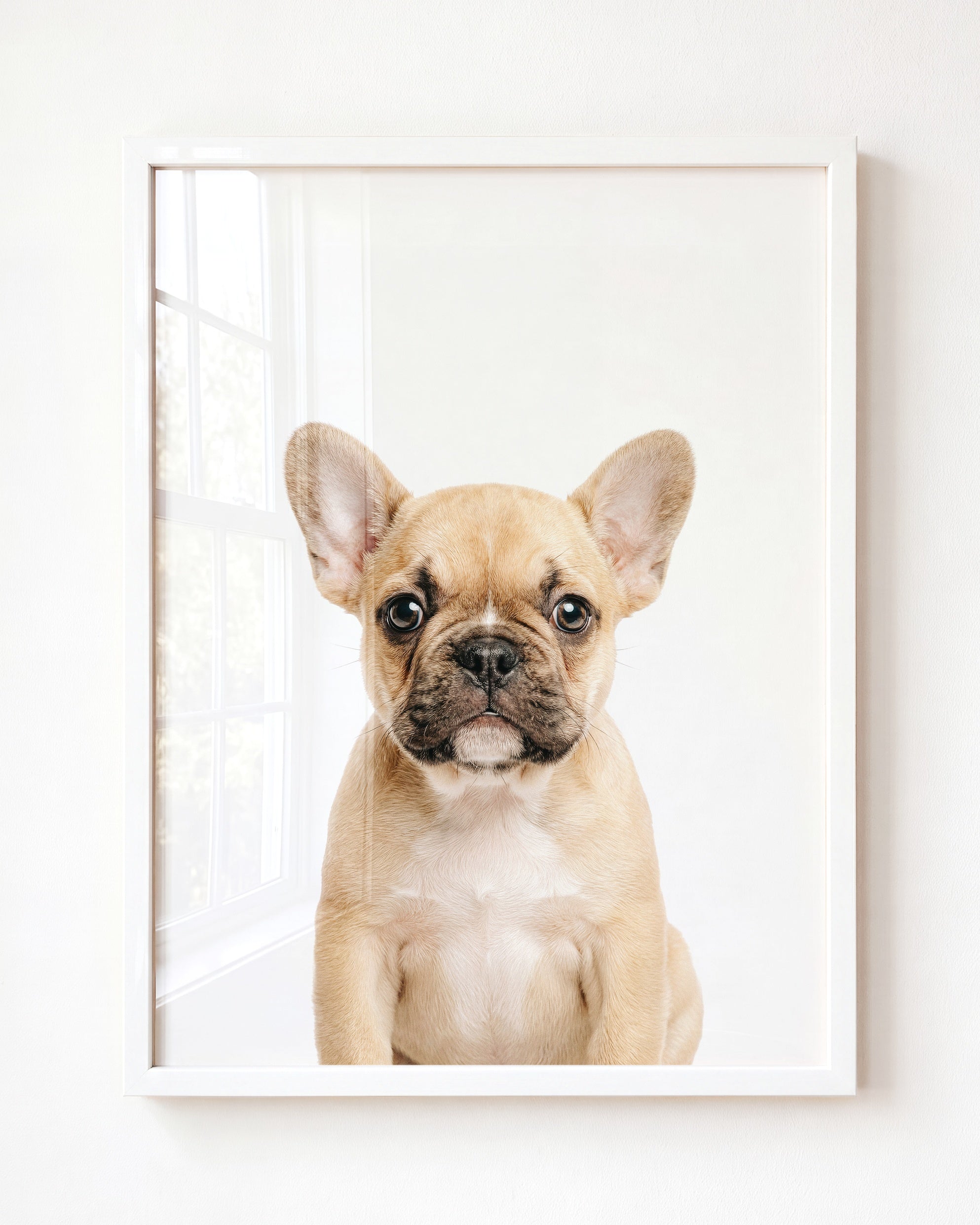 Baby Puppy French Bulldog