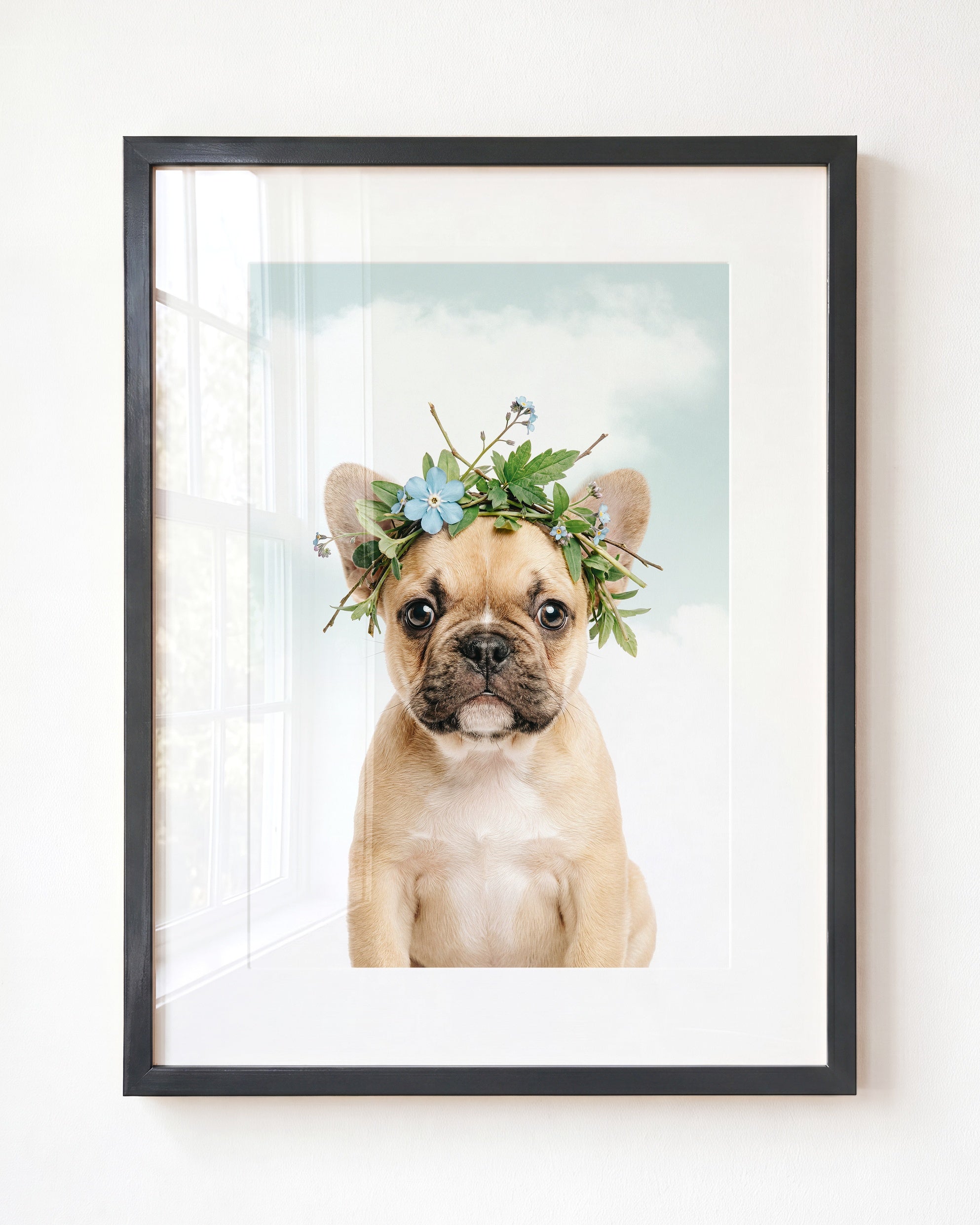 Baby Puppy French Bulldog
