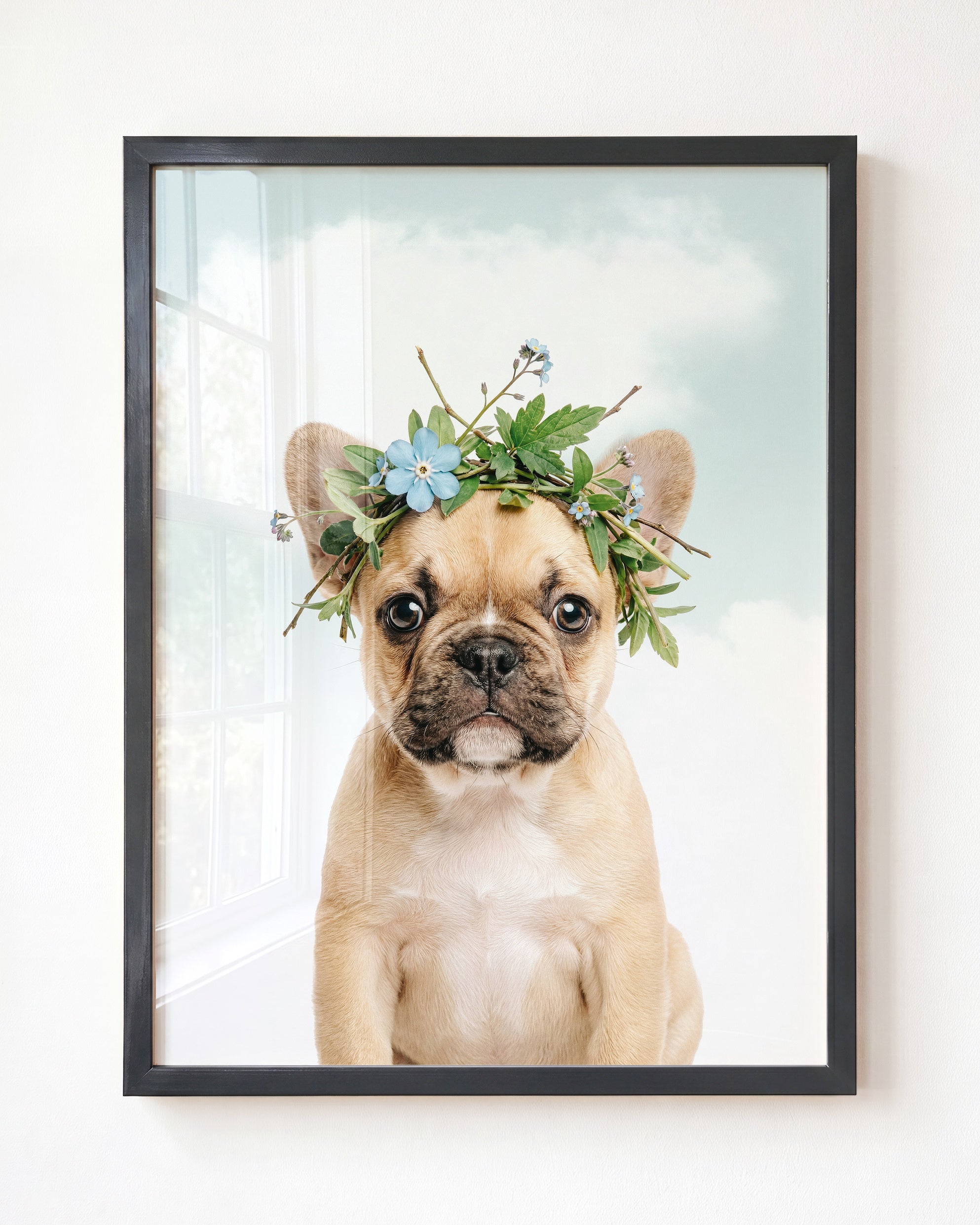 Baby Puppy French Bulldog