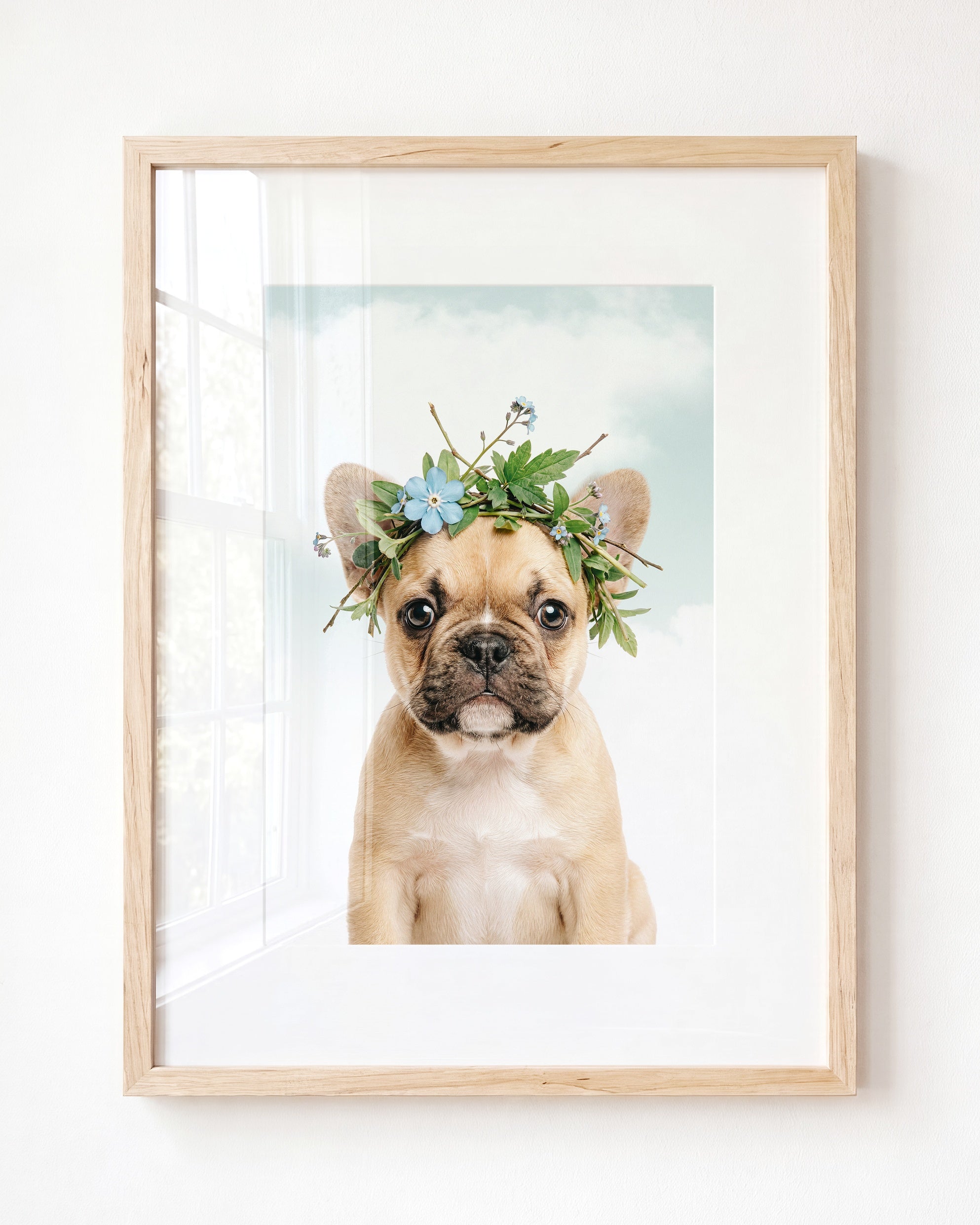Baby Puppy French Bulldog