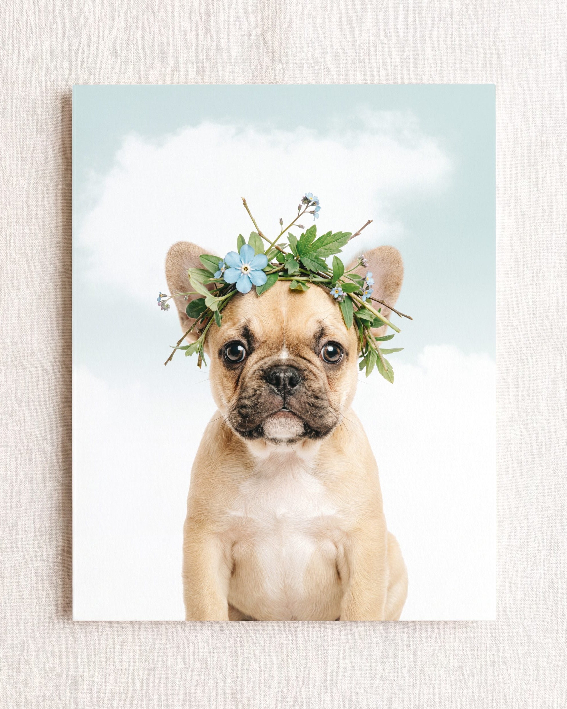 Baby Puppy French Bulldog