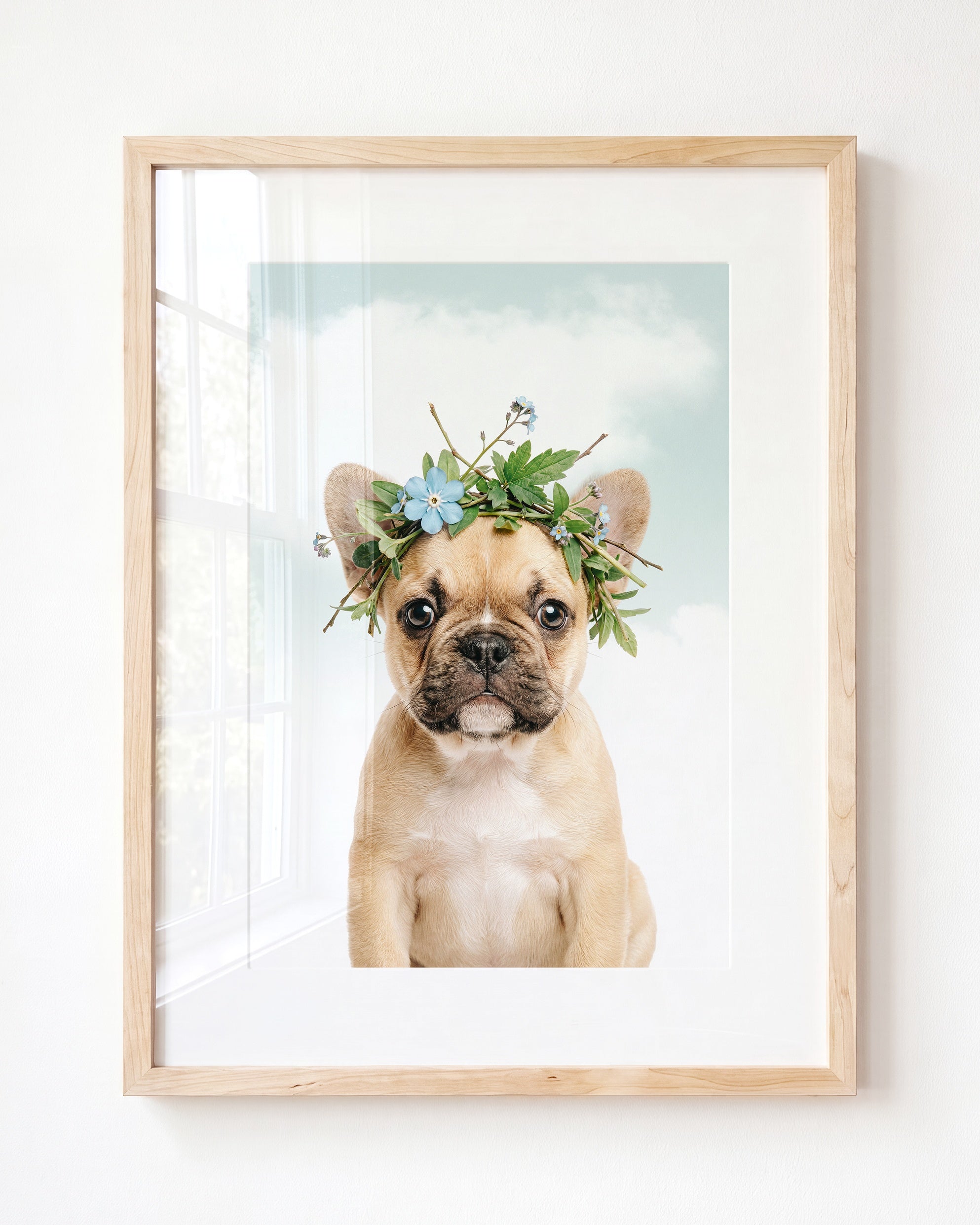 Baby Puppy French Bulldog