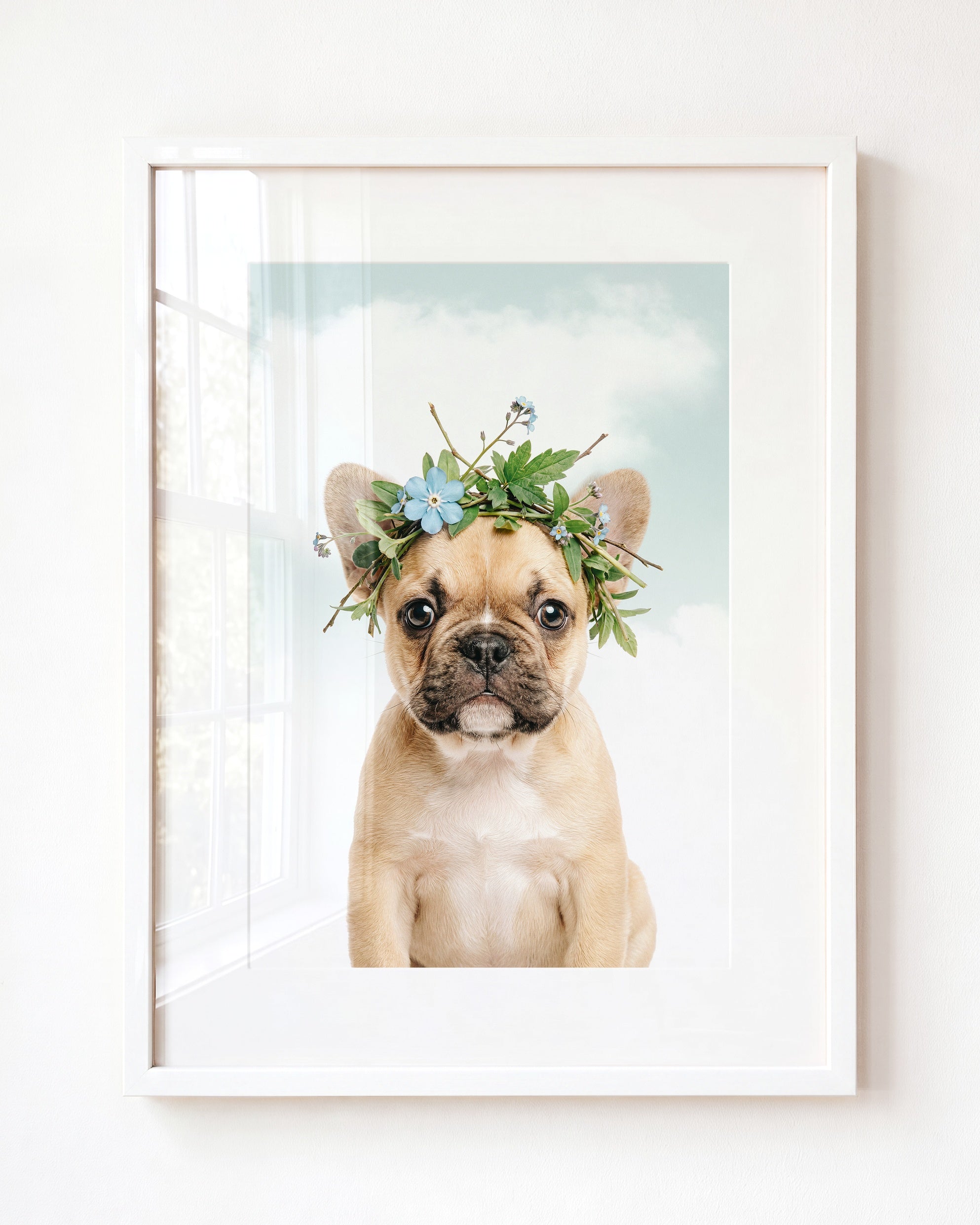 Baby Puppy French Bulldog