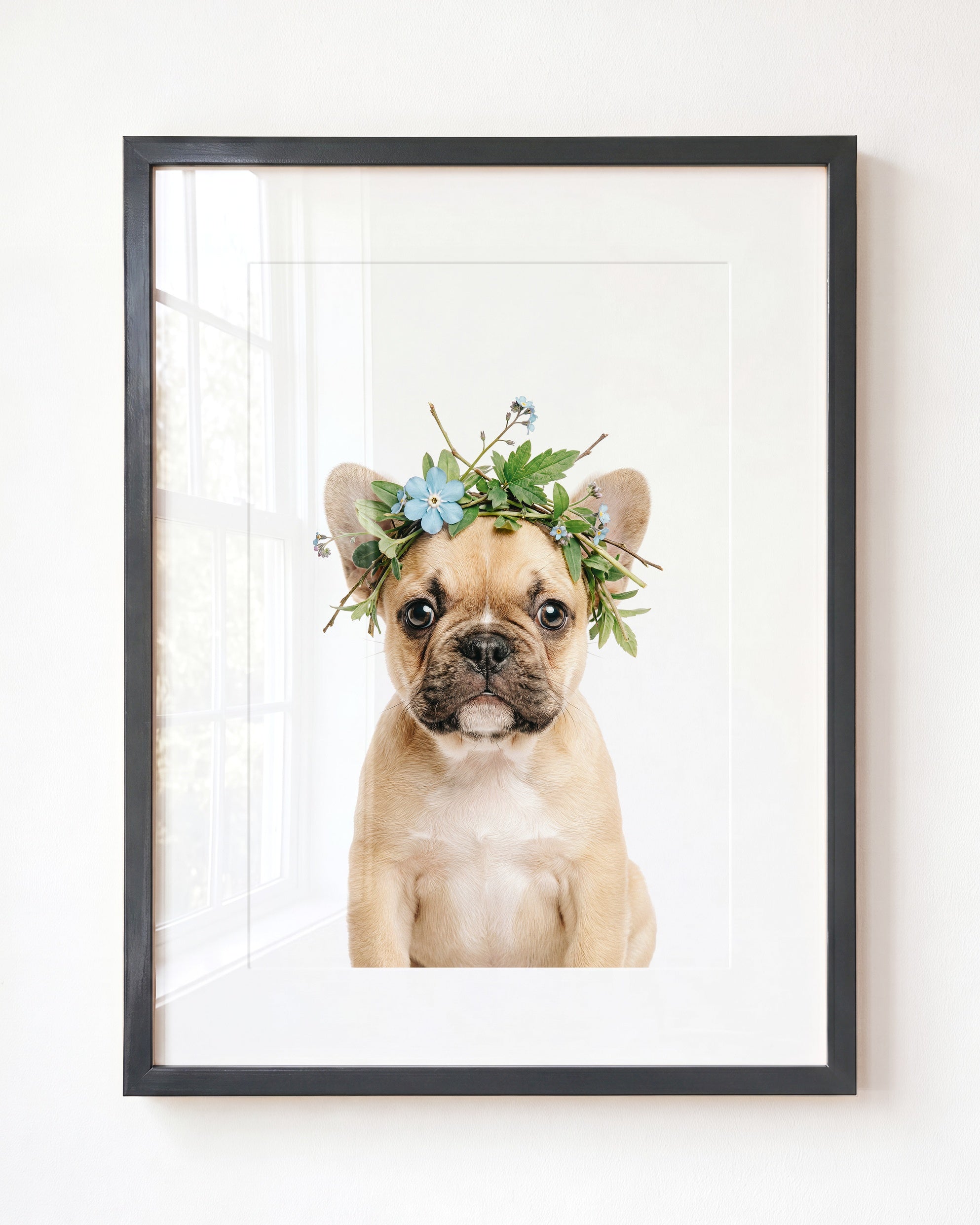 Baby Puppy French Bulldog
