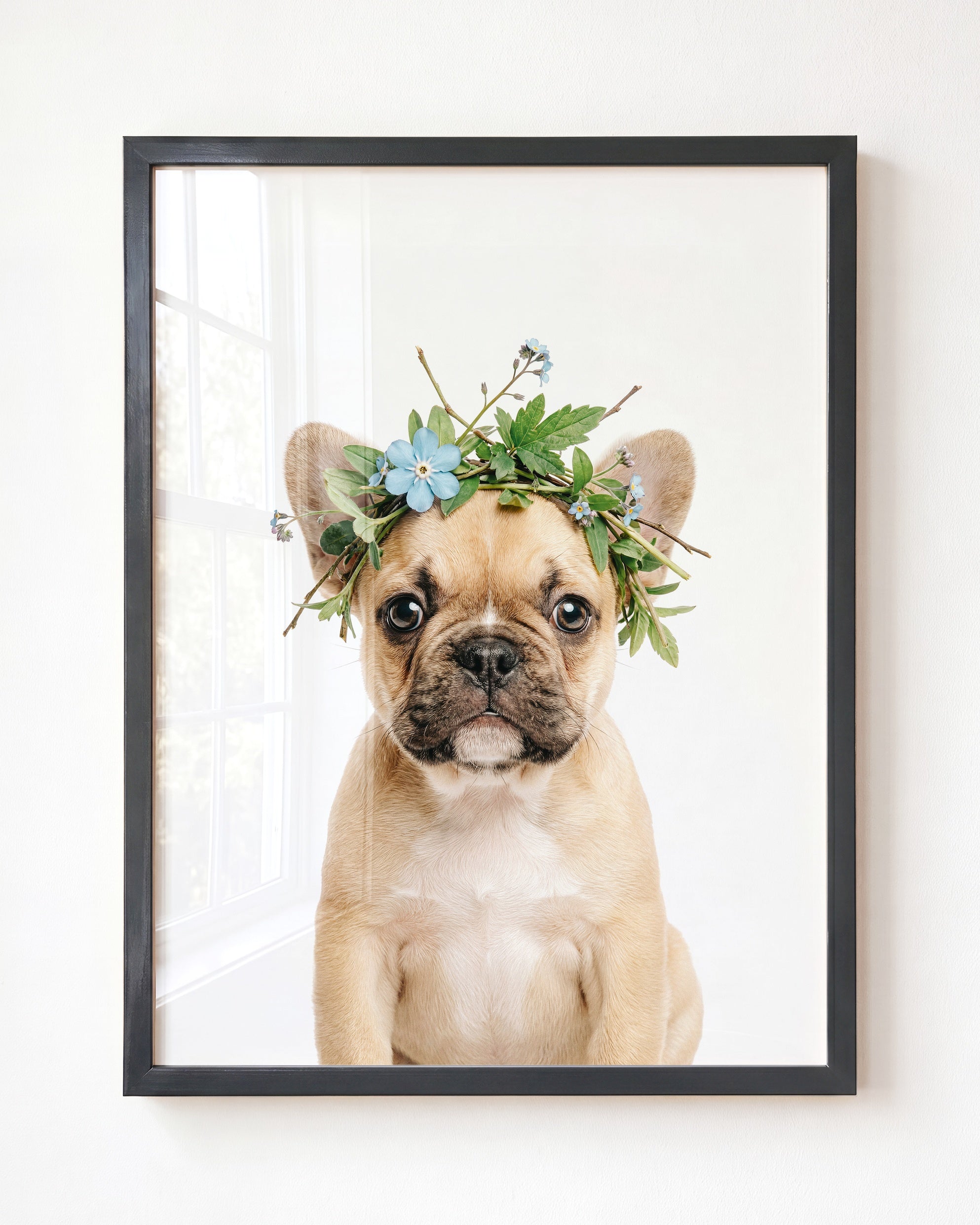 Baby Puppy French Bulldog