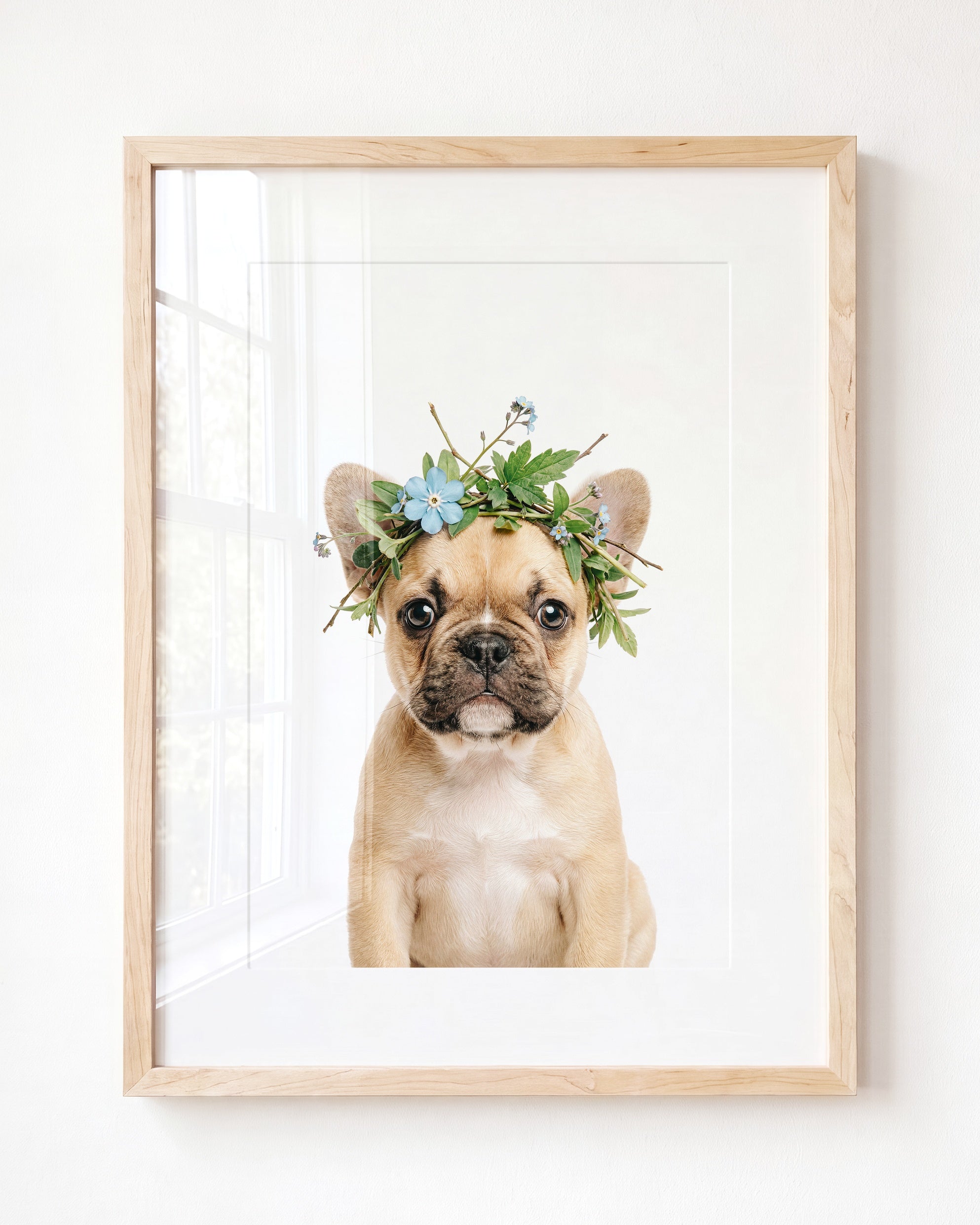 Baby Puppy French Bulldog