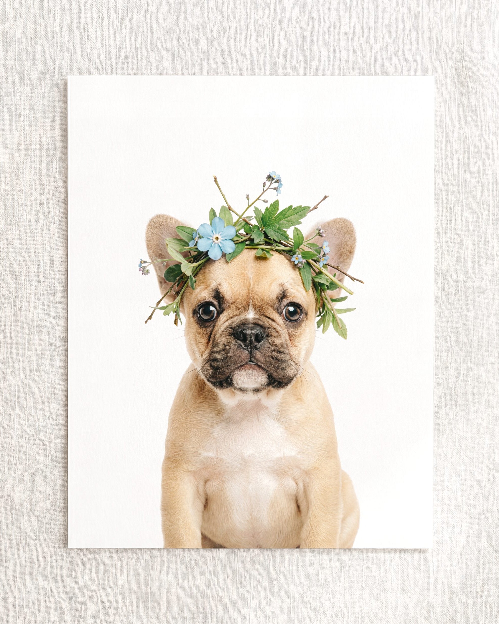 Baby Puppy French Bulldog