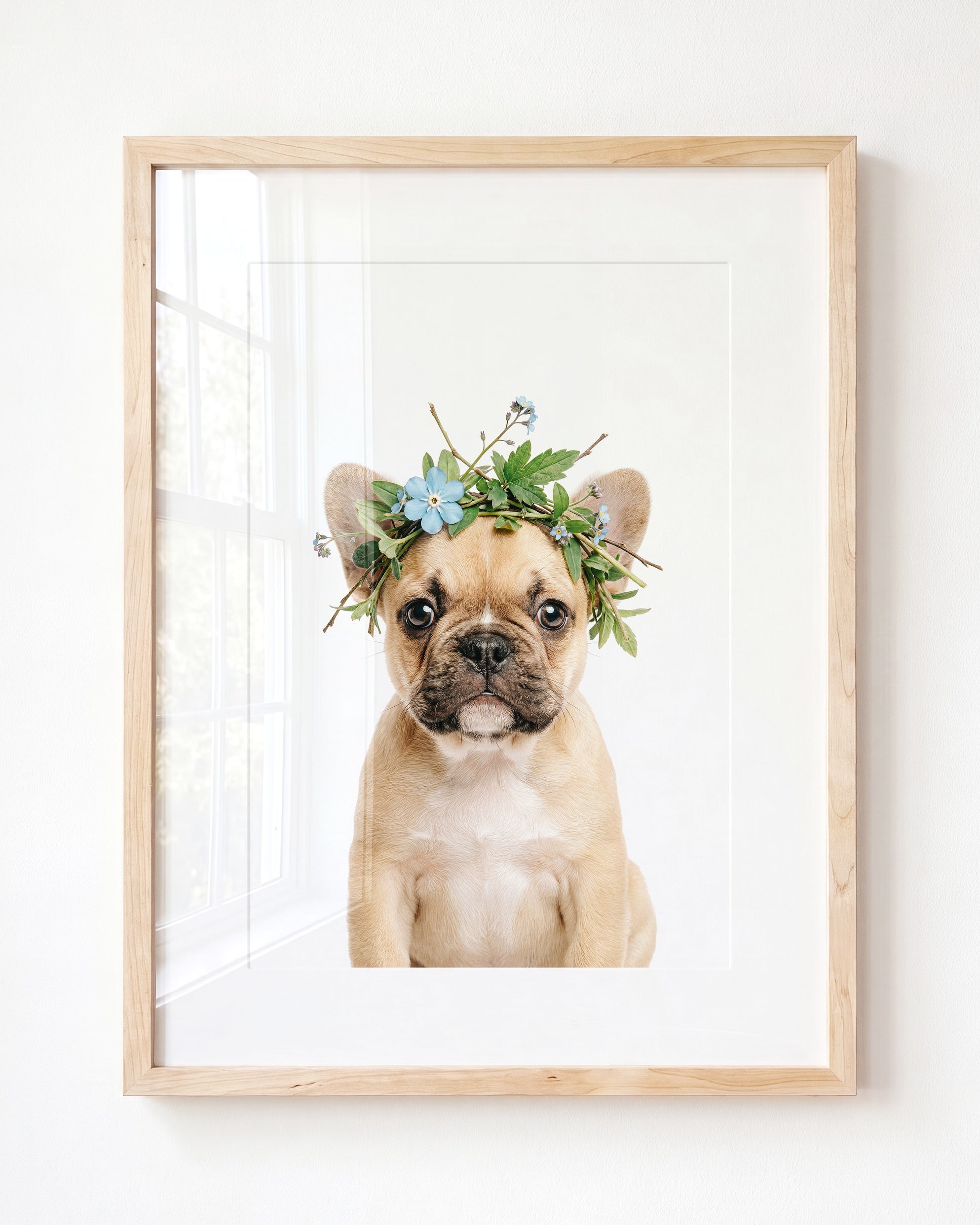 Baby Puppy French Bulldog