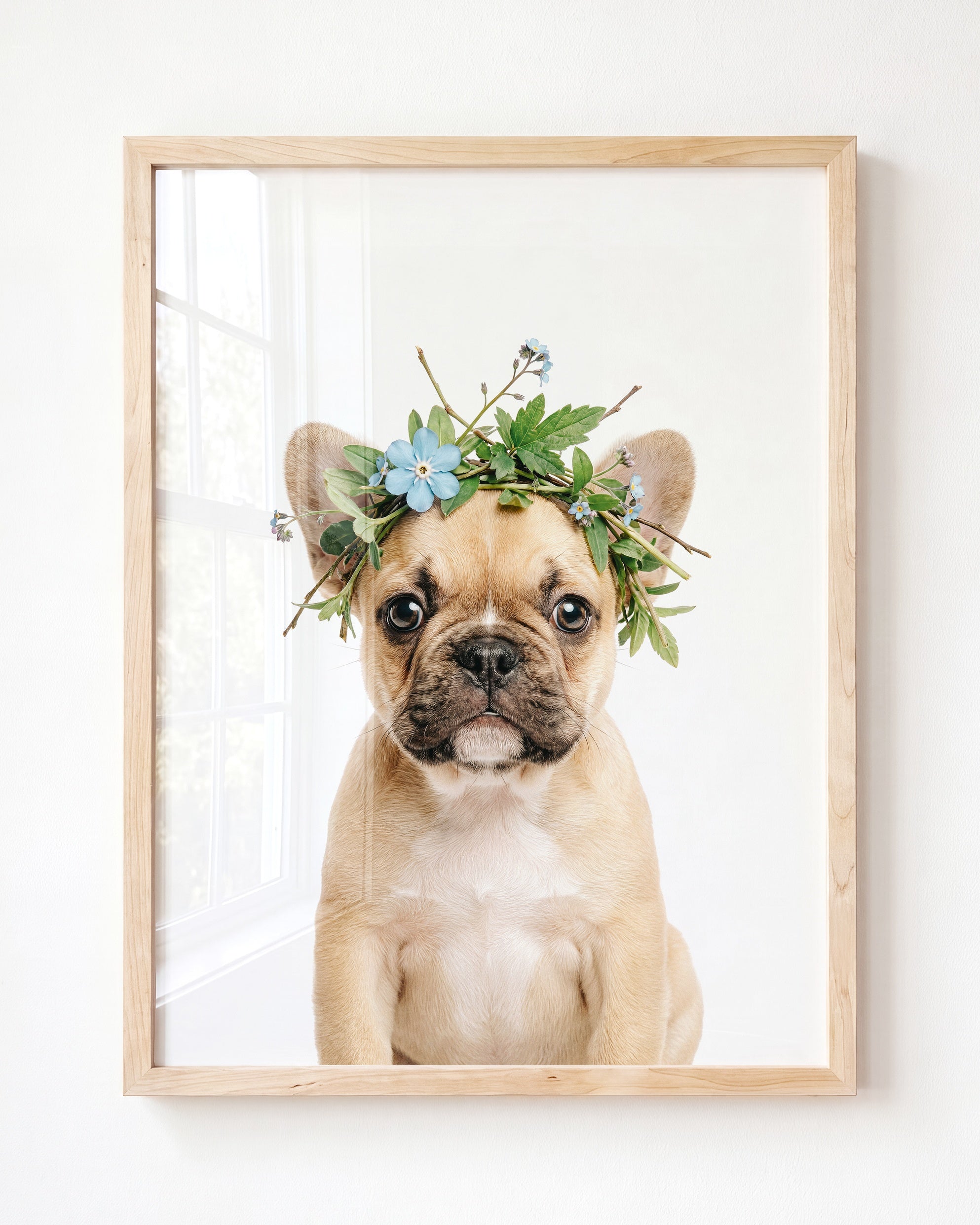Baby Puppy French Bulldog