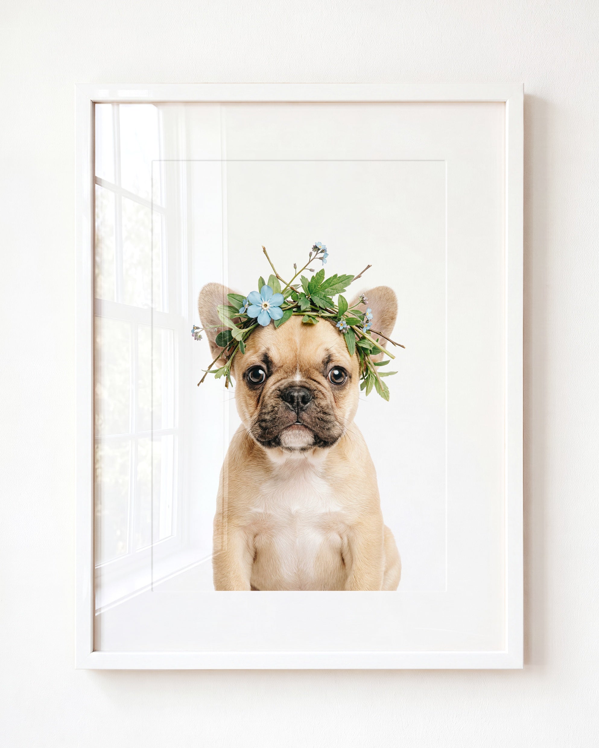 Baby Puppy French Bulldog
