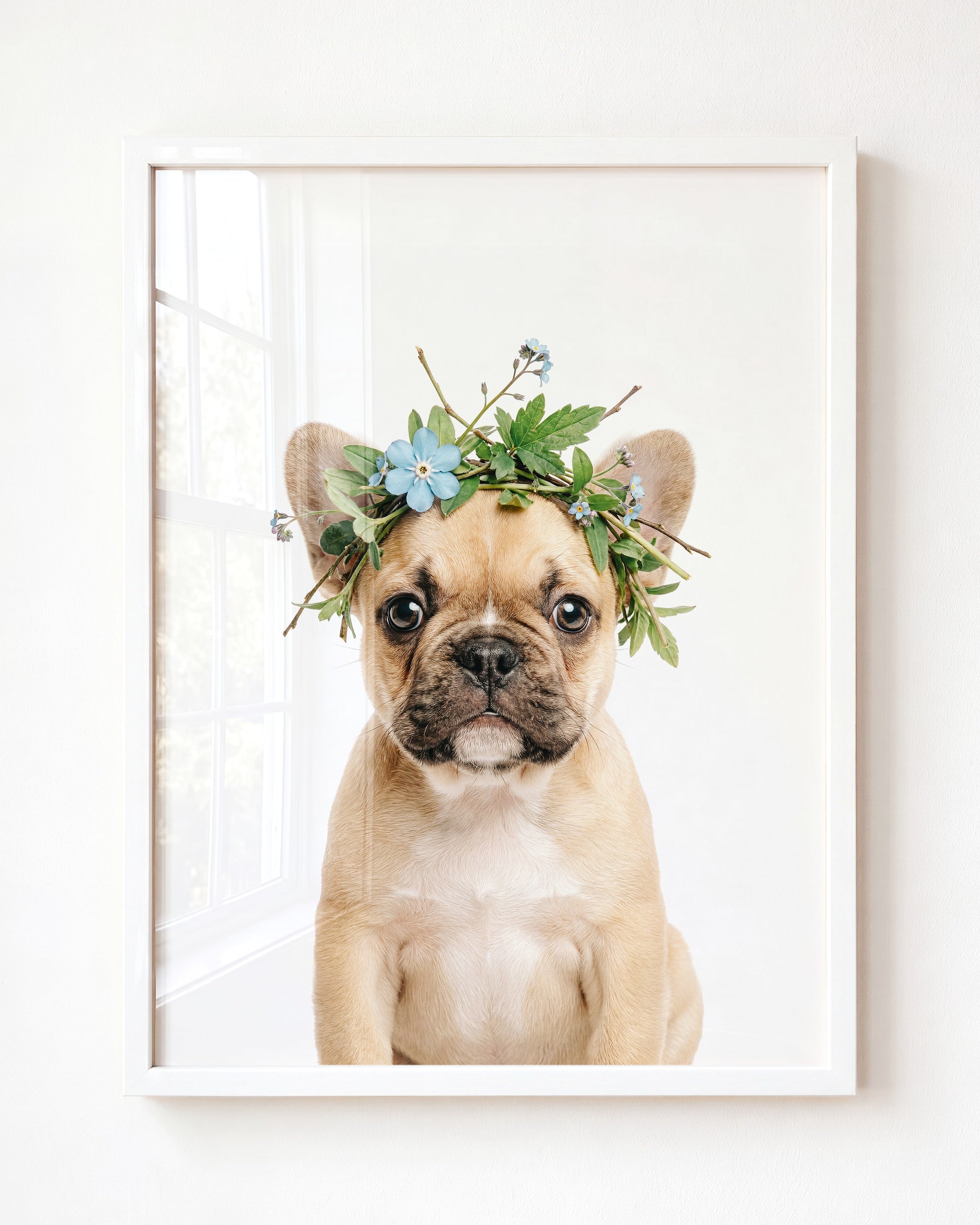 Baby Puppy French Bulldog