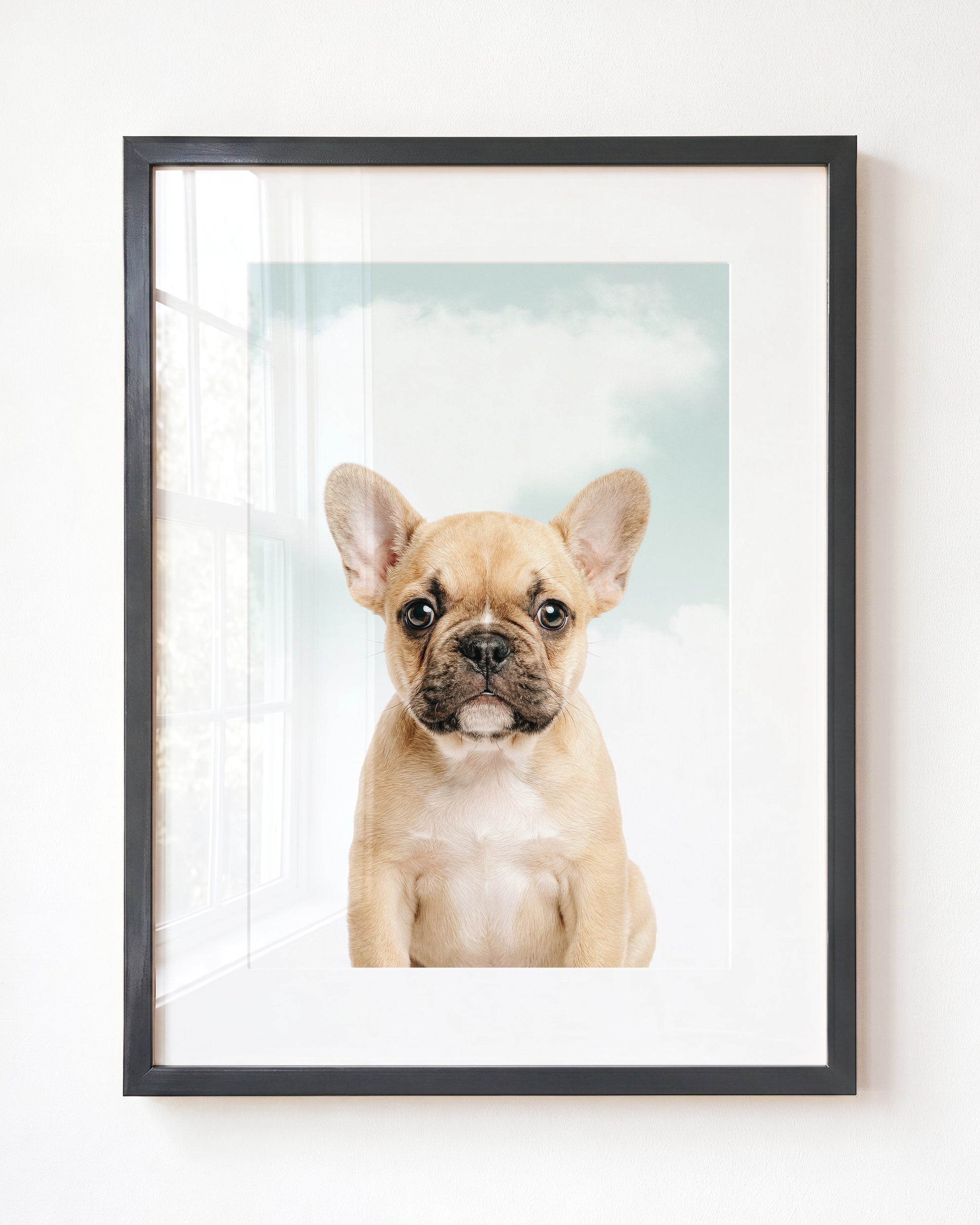 Baby Puppy French Bulldog