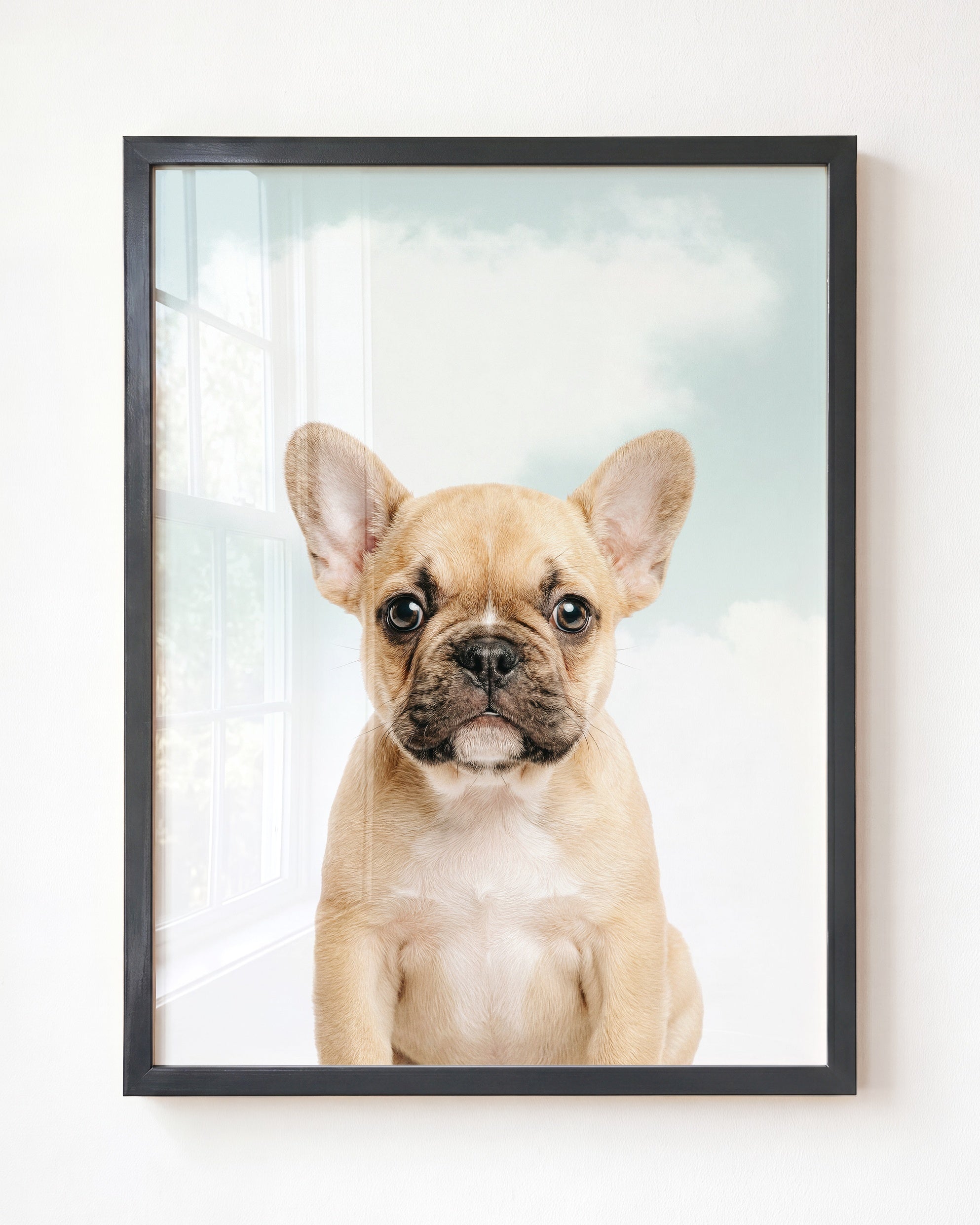 Baby Puppy French Bulldog