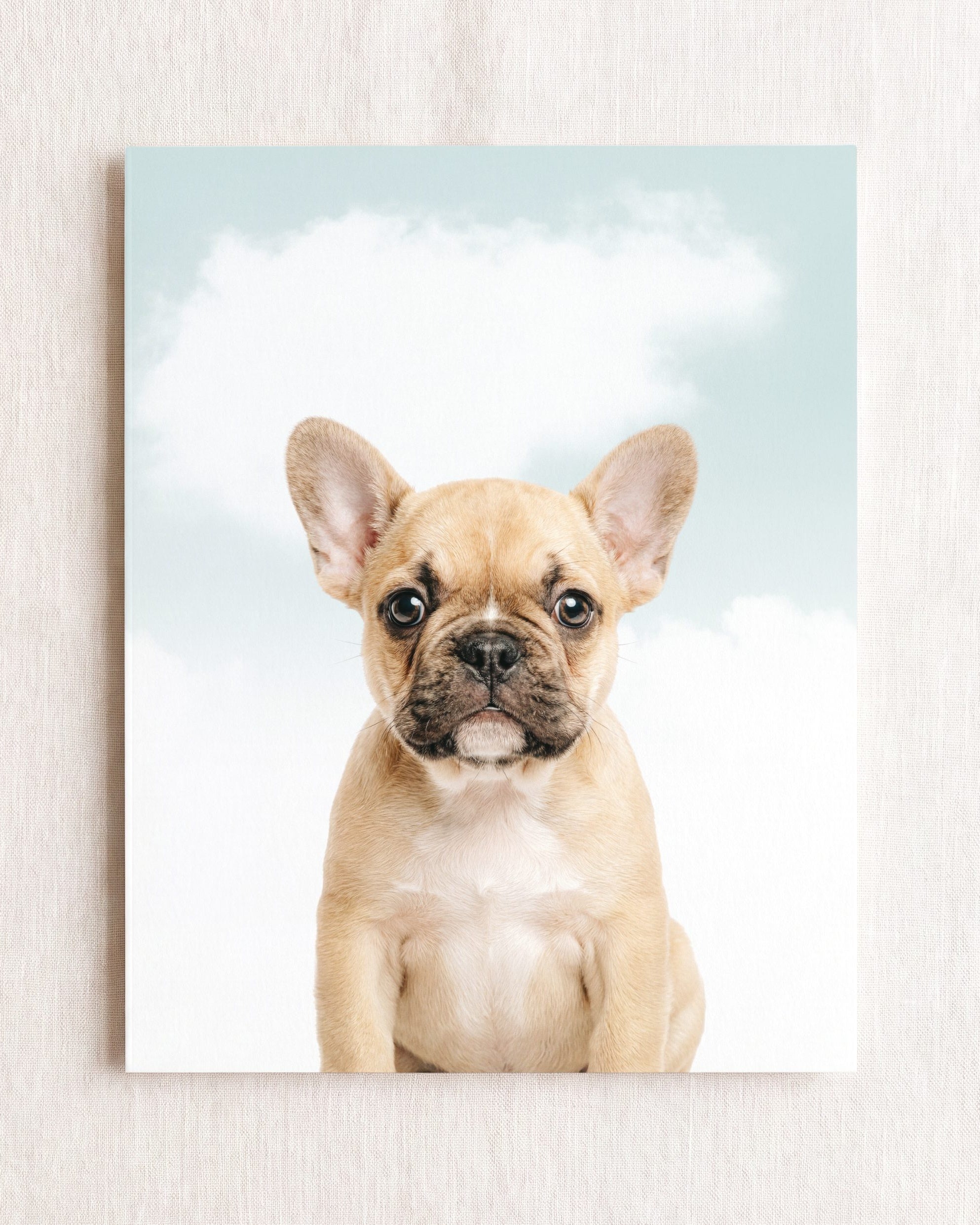 Baby Puppy French Bulldog