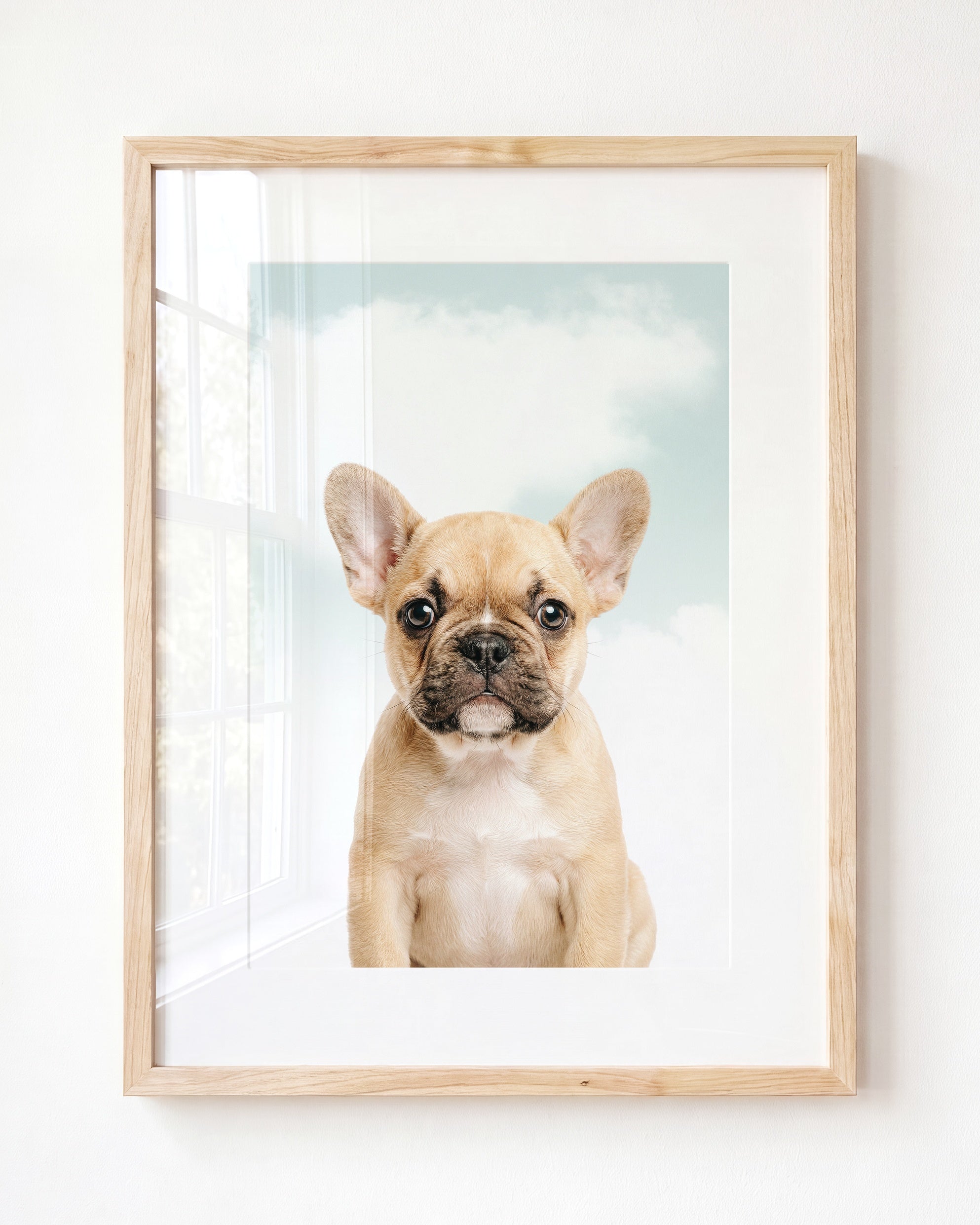 Baby Puppy French Bulldog