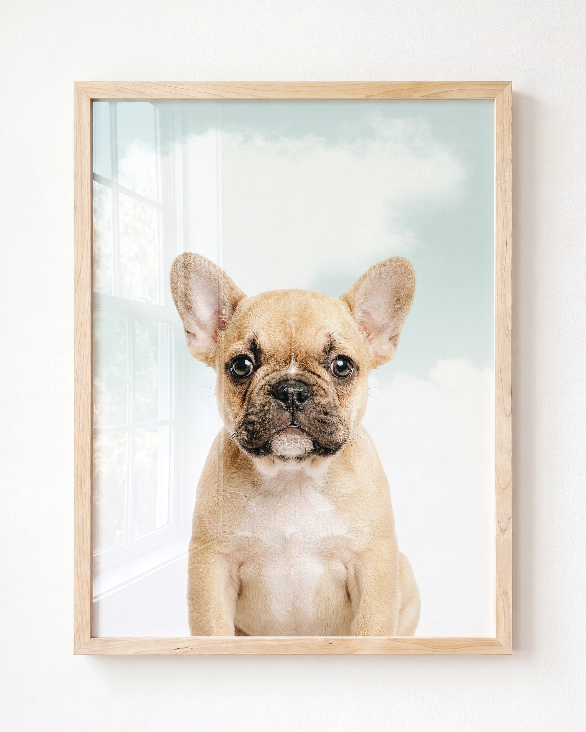 Baby Puppy French Bulldog