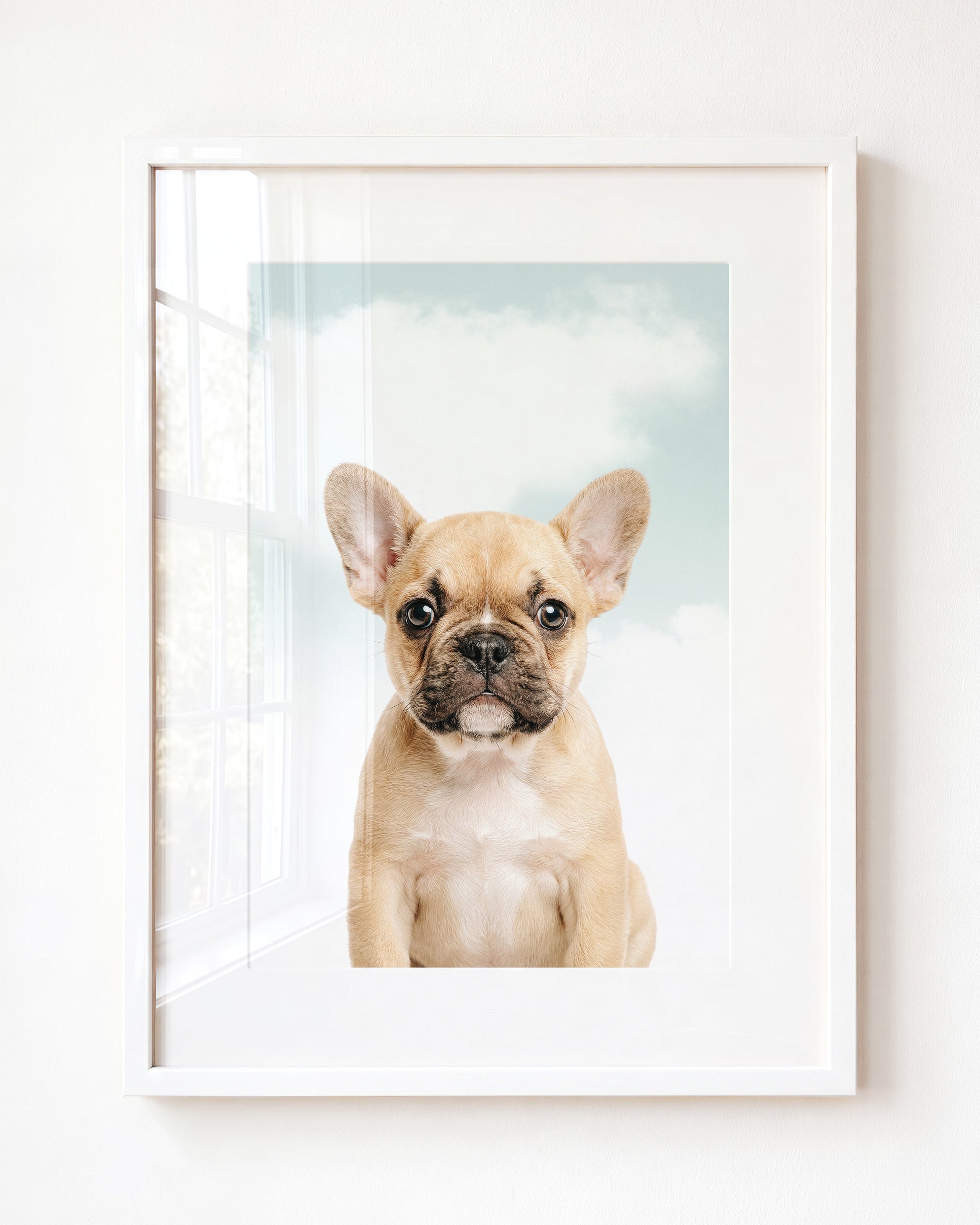 Baby Puppy French Bulldog