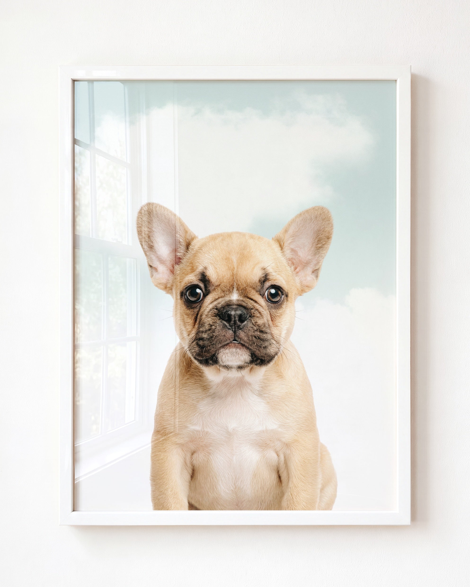 Baby Puppy French Bulldog
