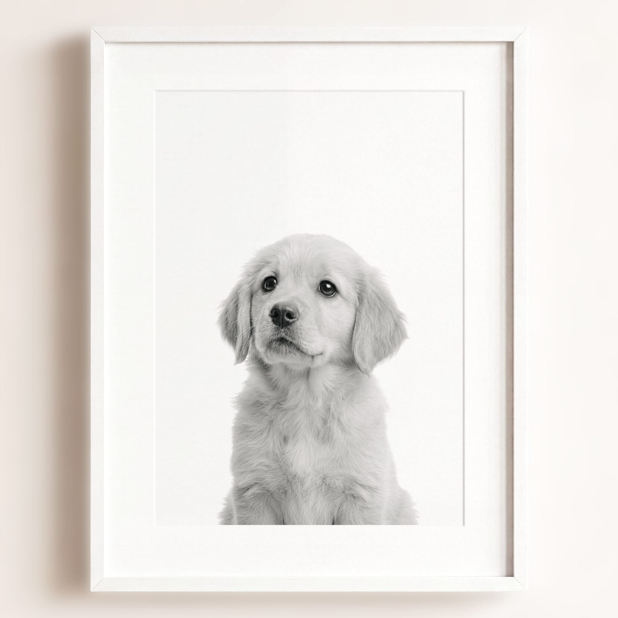Baby Puppy Golden Retriever Portrait